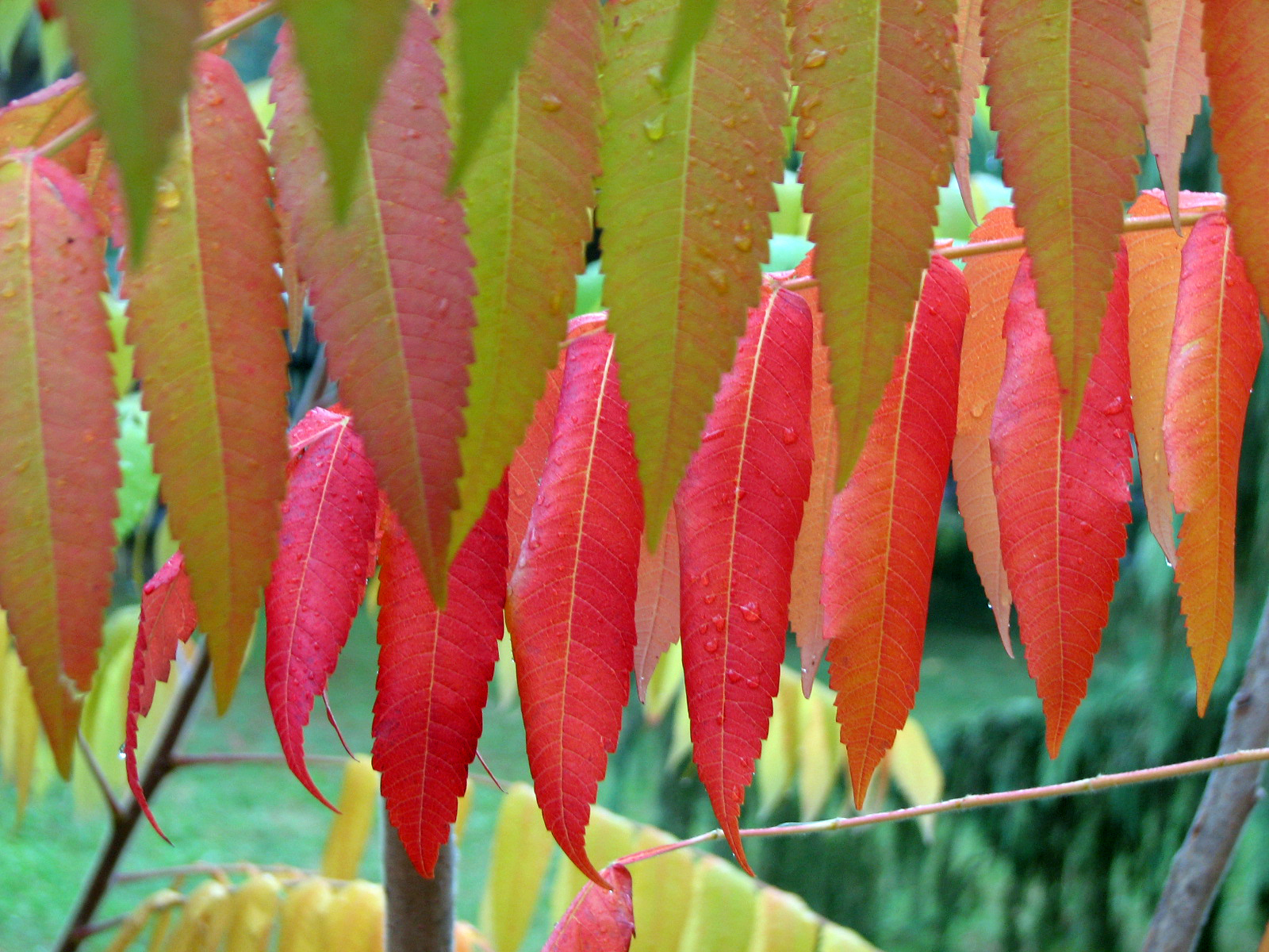Essigbaum