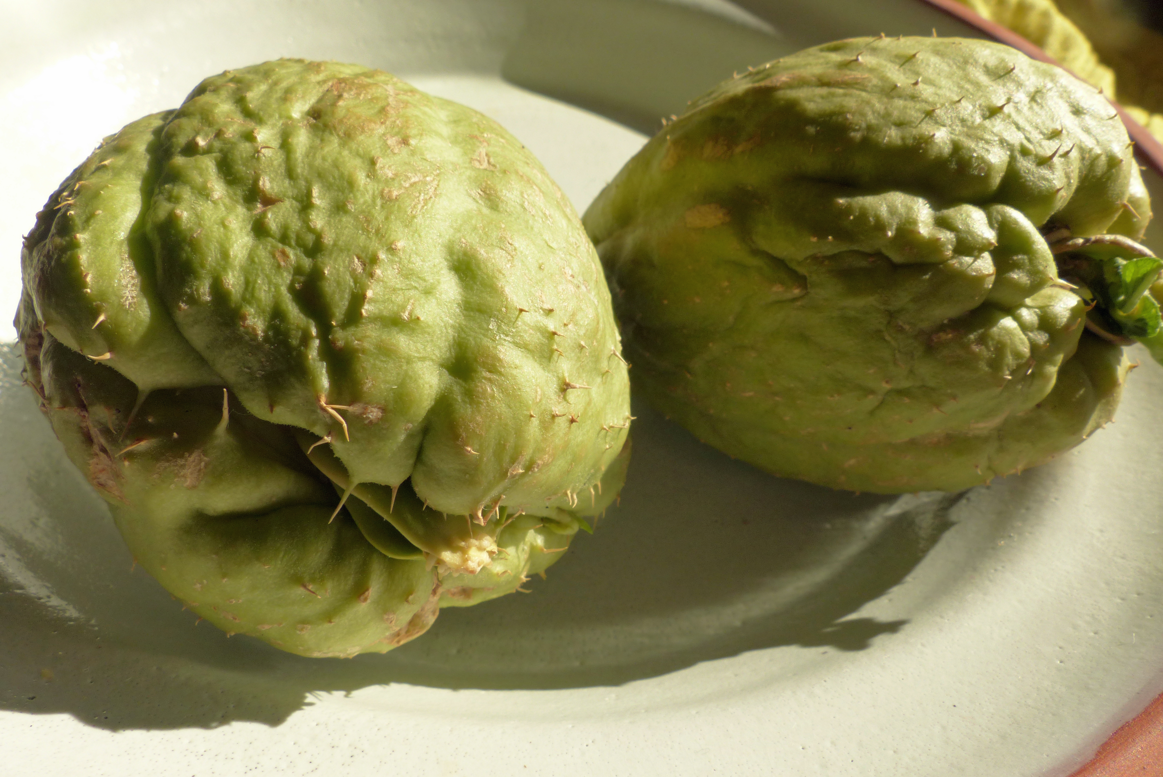 Chayote