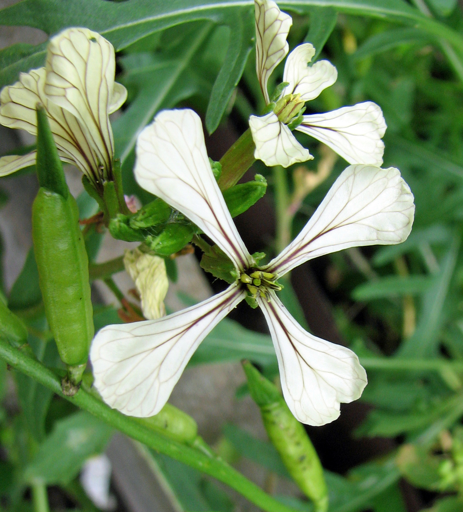 Breitblättrige Rucola