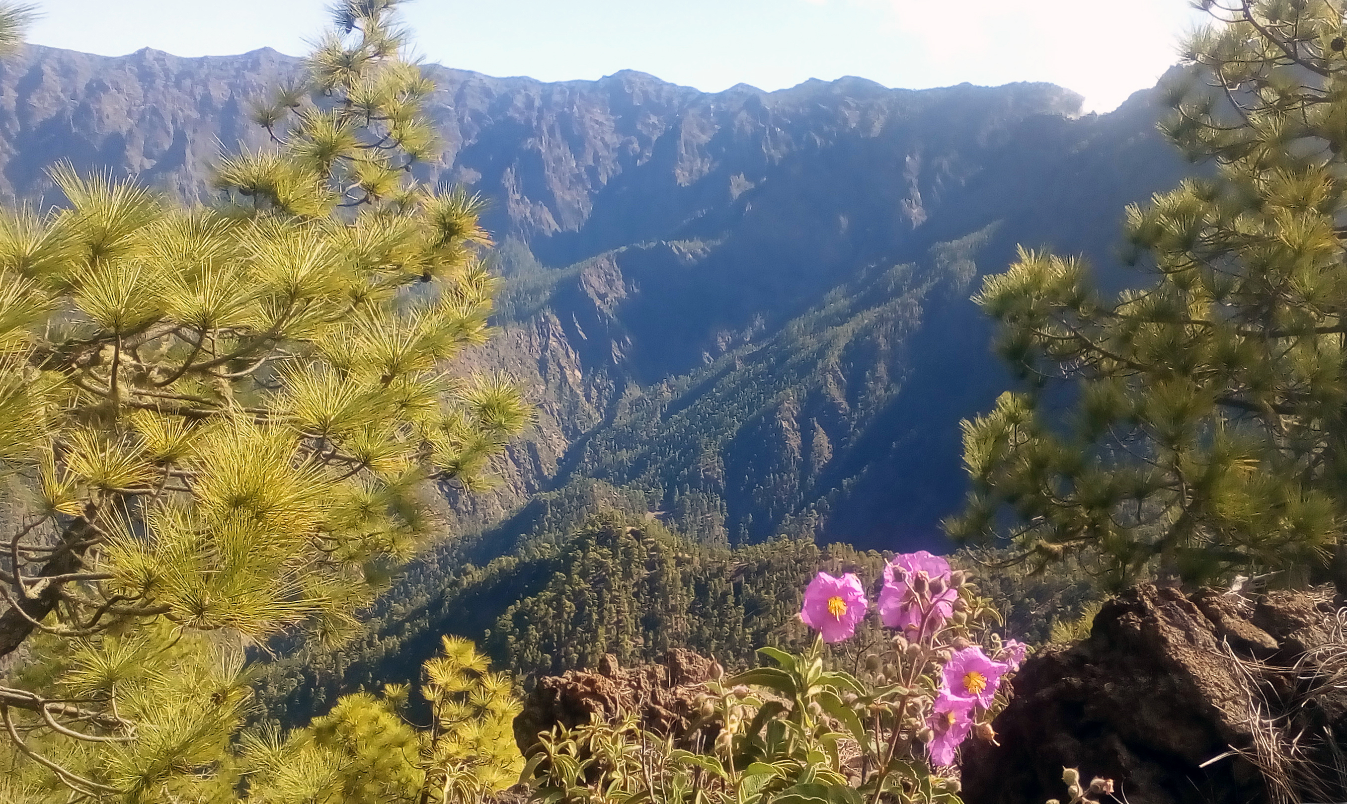 Beinwellblättrige Zistrose