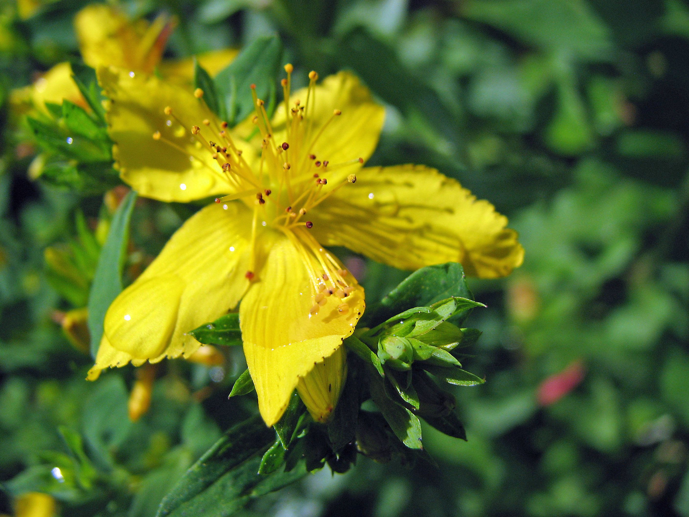 Zitronenjohanniskraut