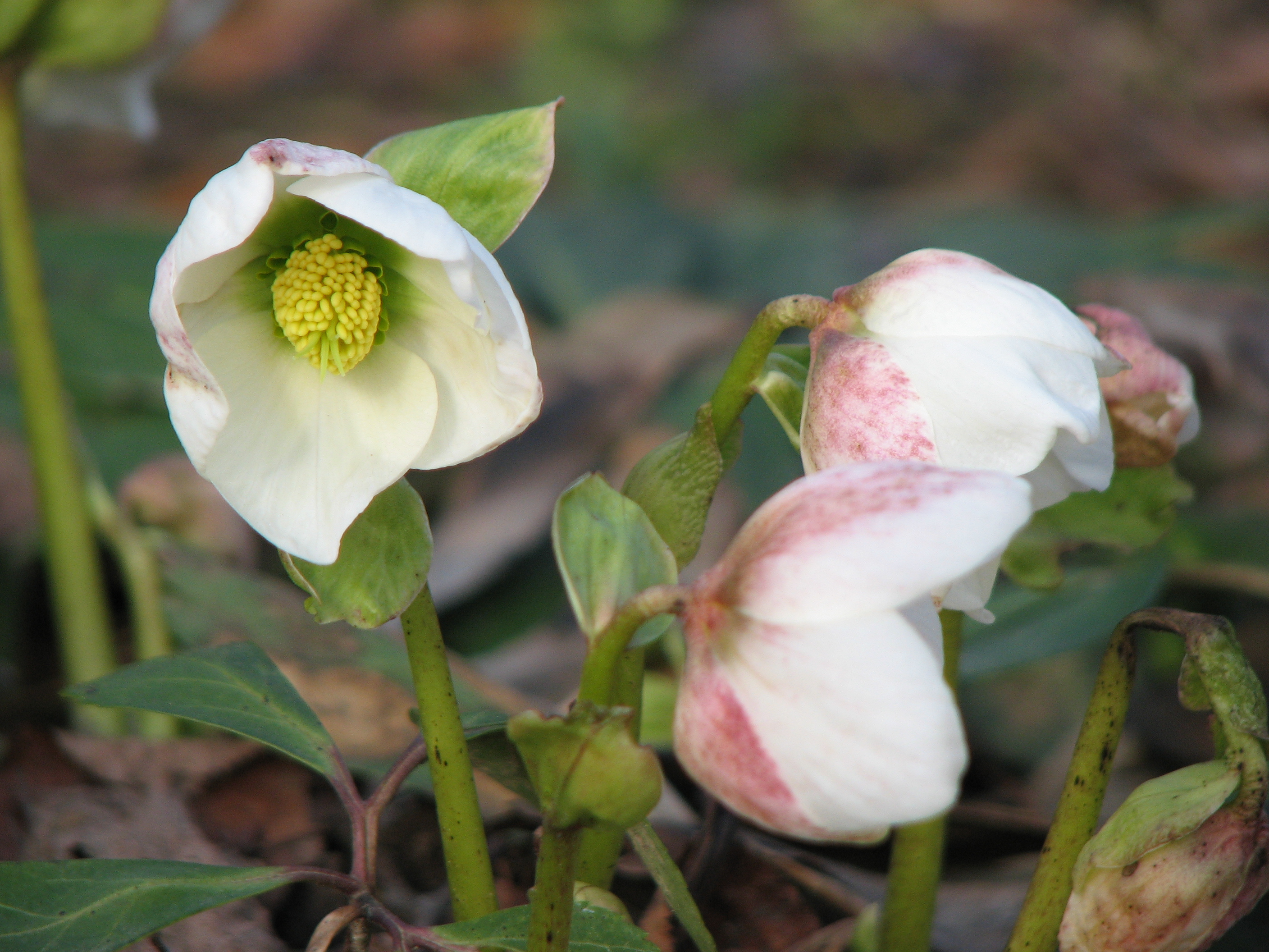 Christrose