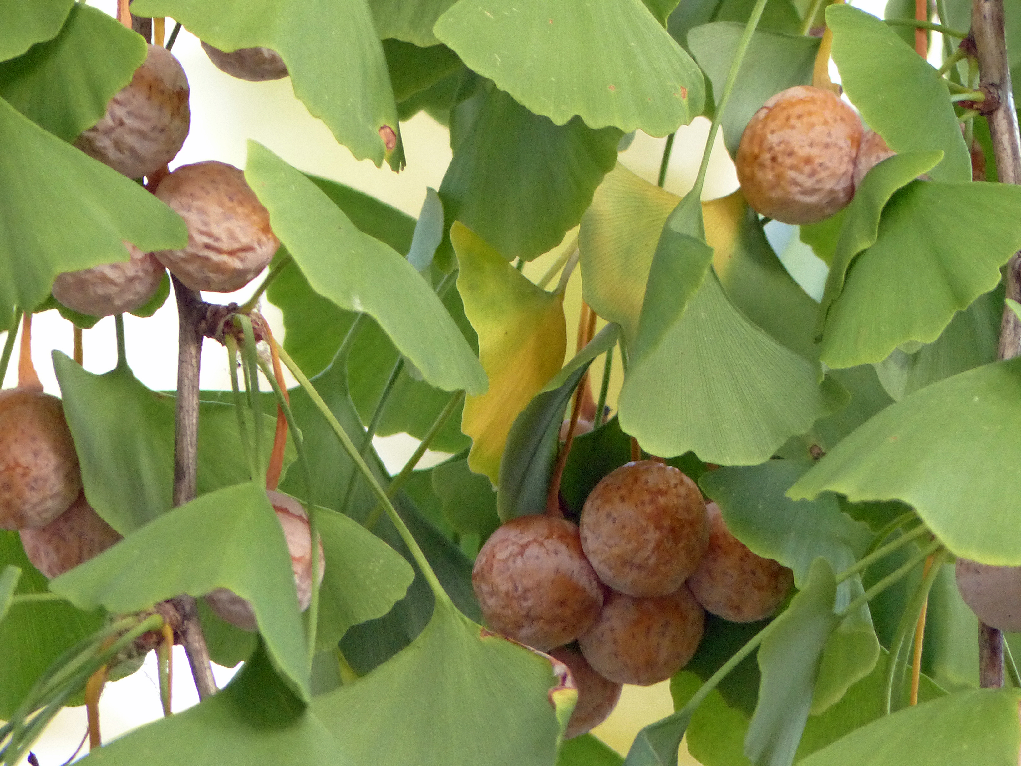 Ginkgo