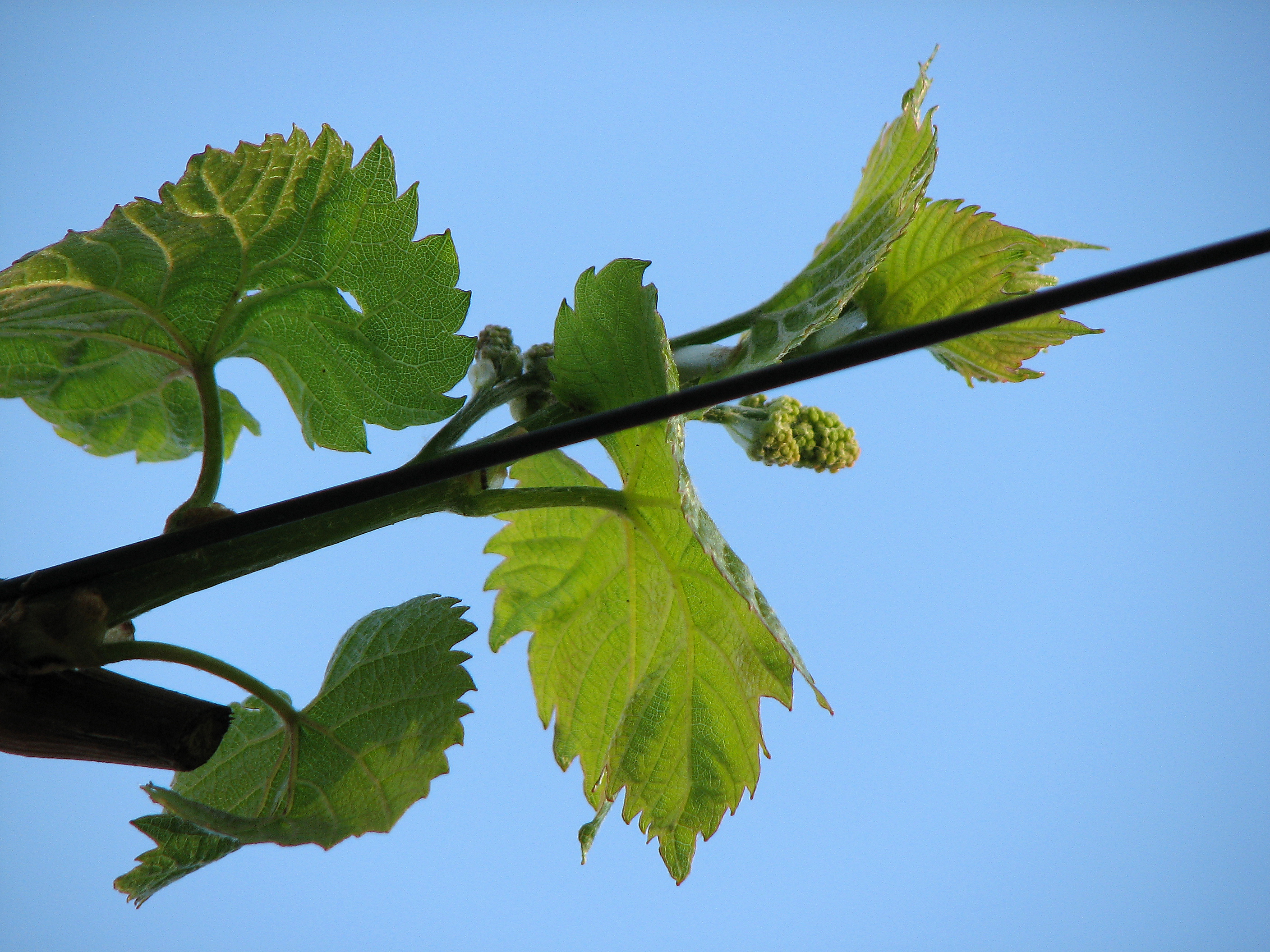 Weinrebe