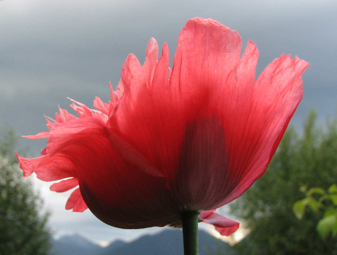 Schlafmohn