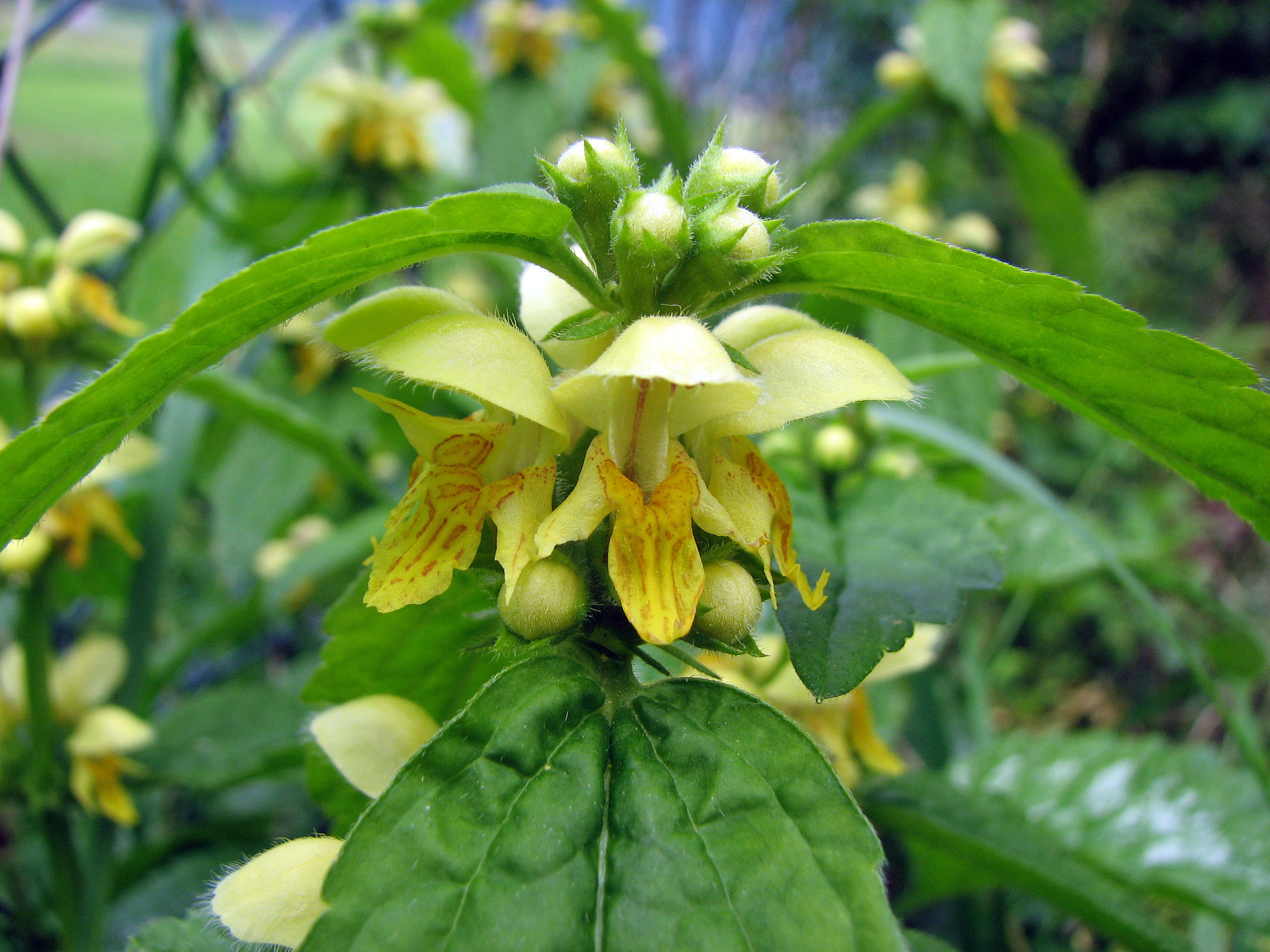 Silberblättrige Goldnessel