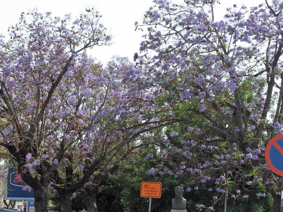 Blauglockenbaum