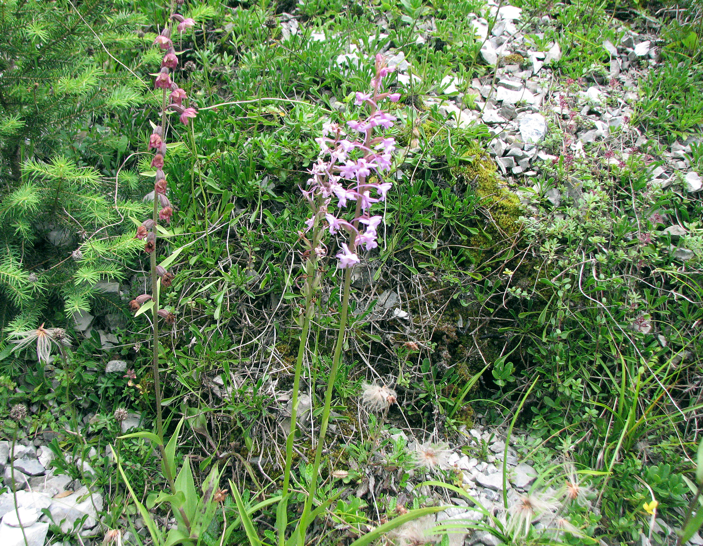 Braunrote Stendelwurz