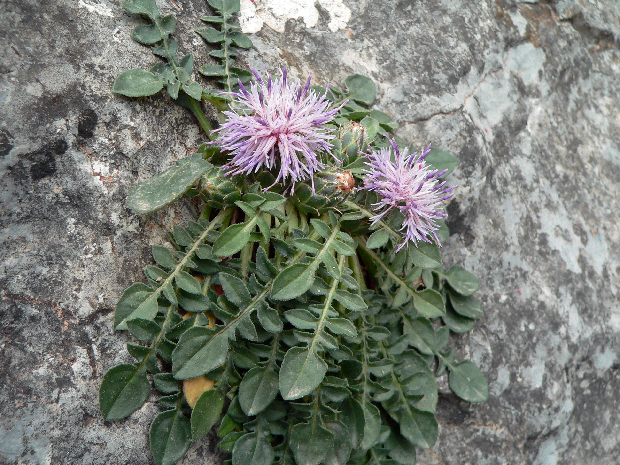 Rettichartige Flockenblume