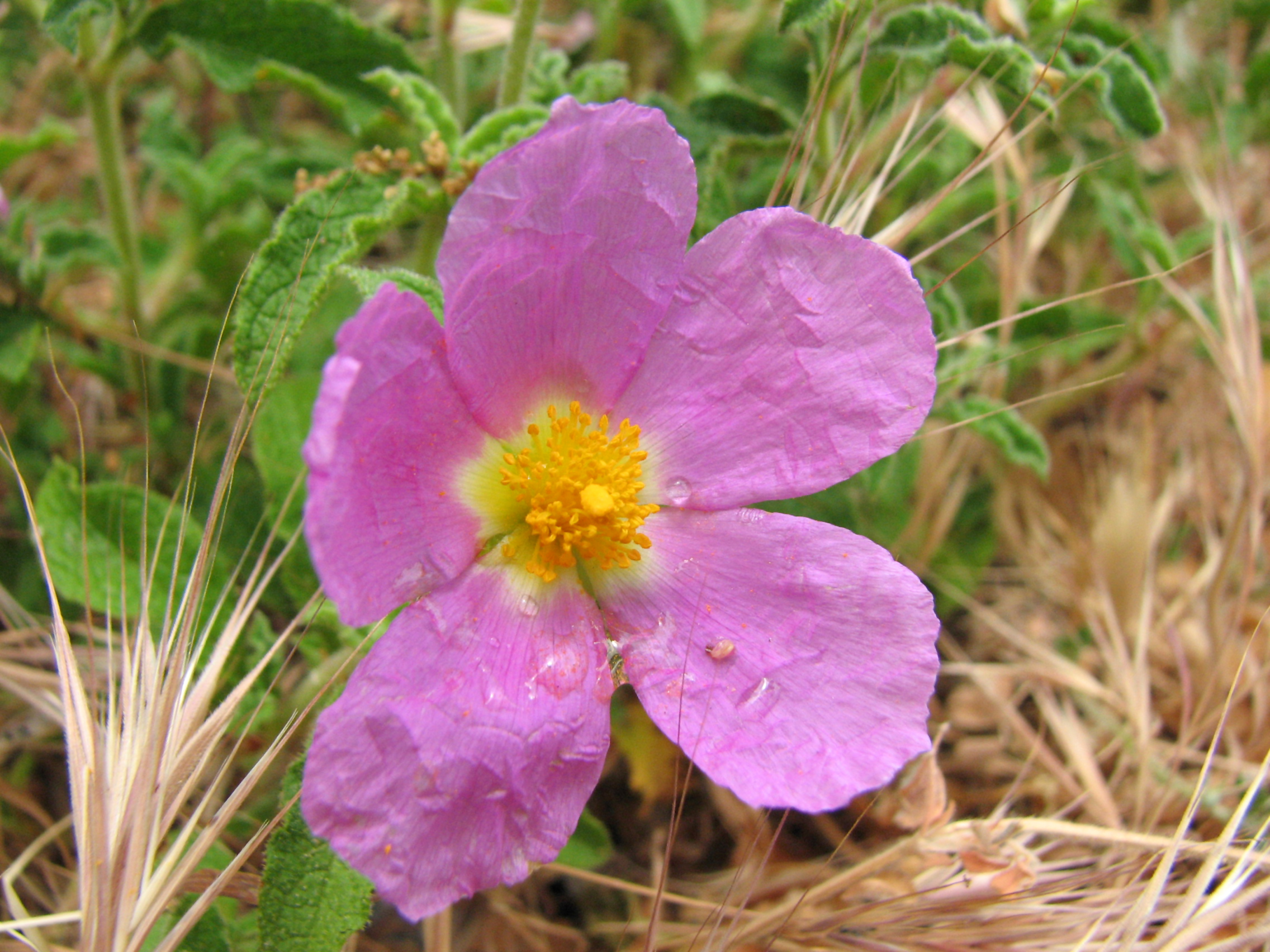 Kretische Zistrose