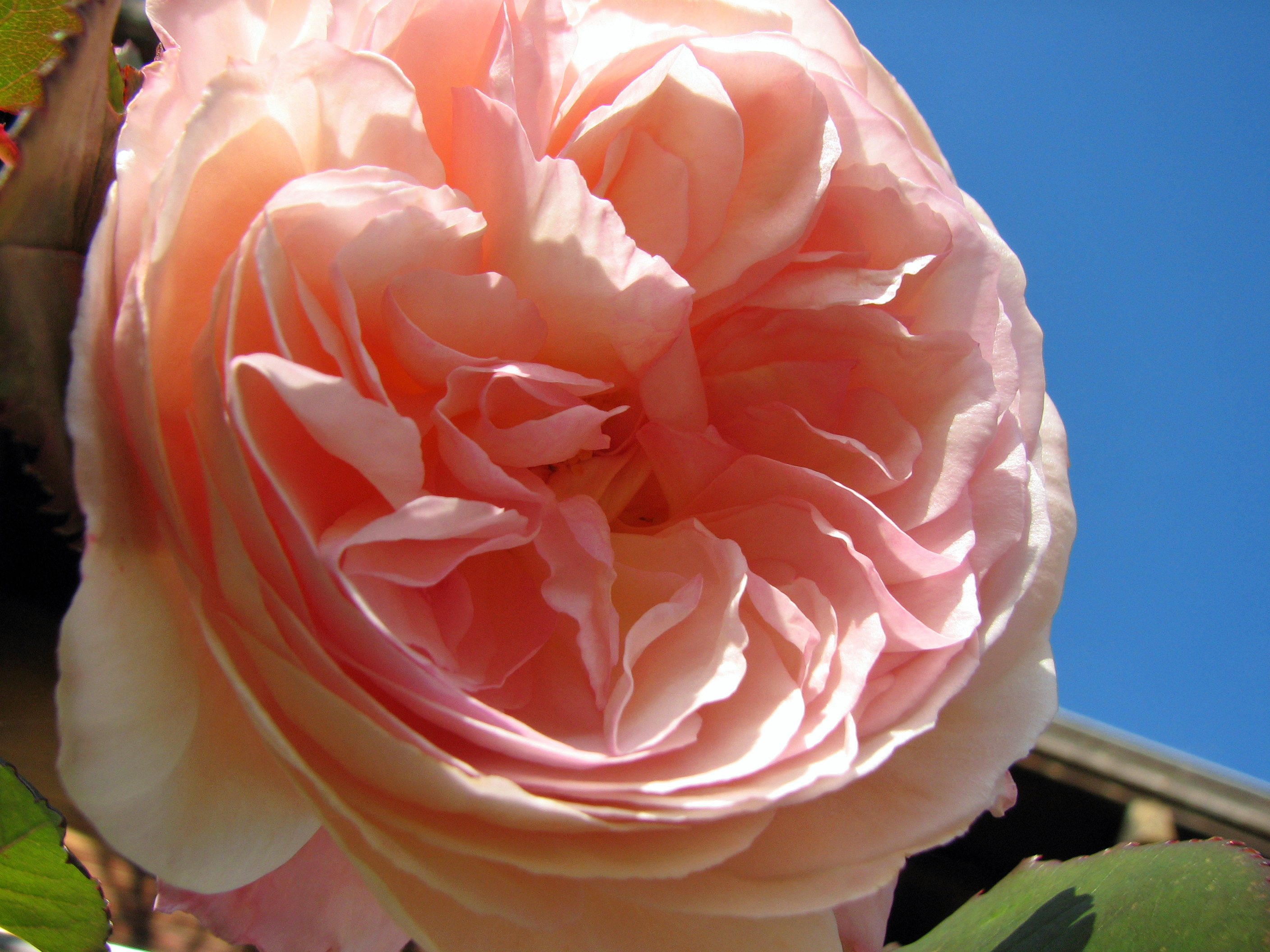 Abraham Darby