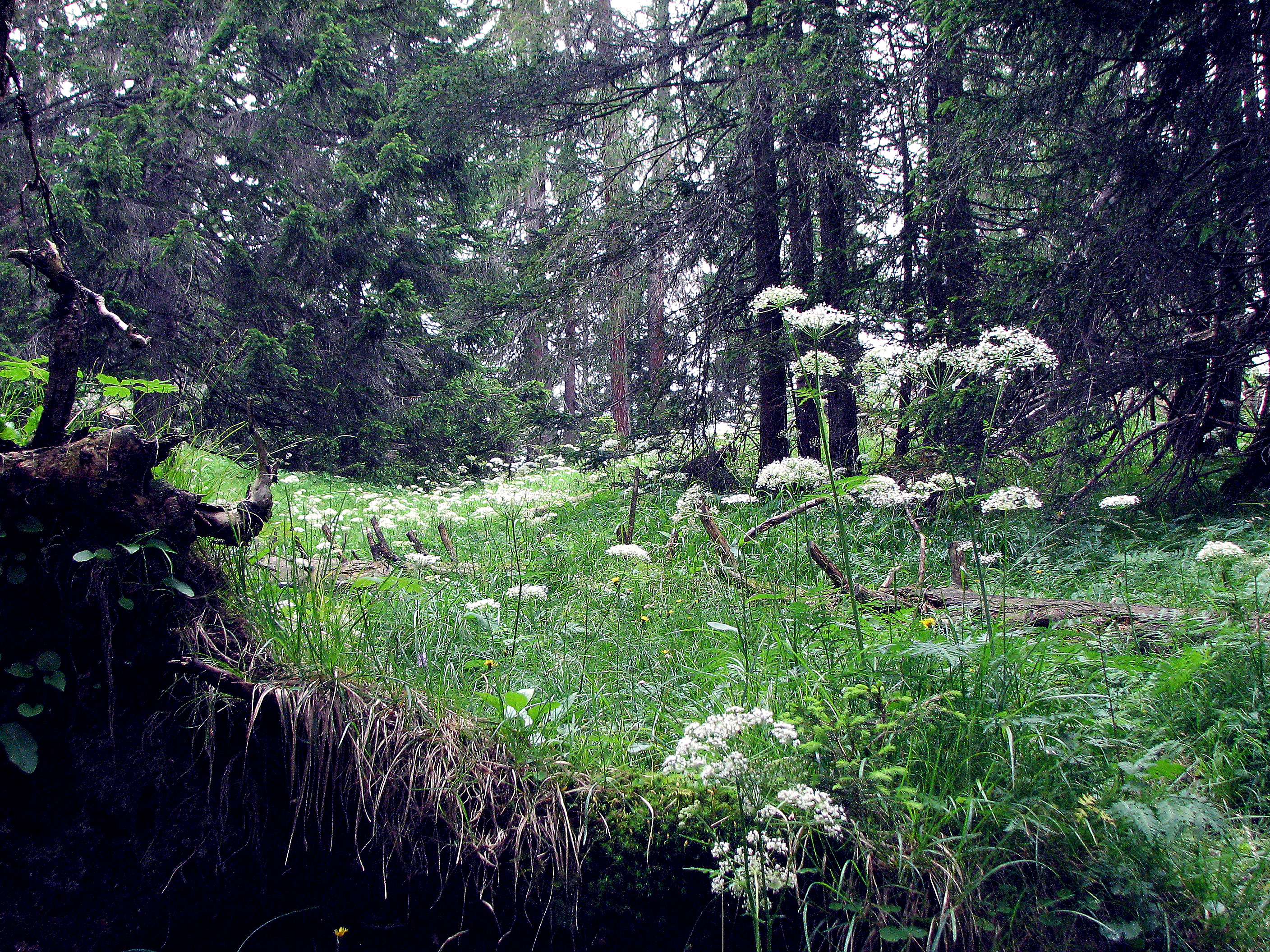 Alpenkälberkropf