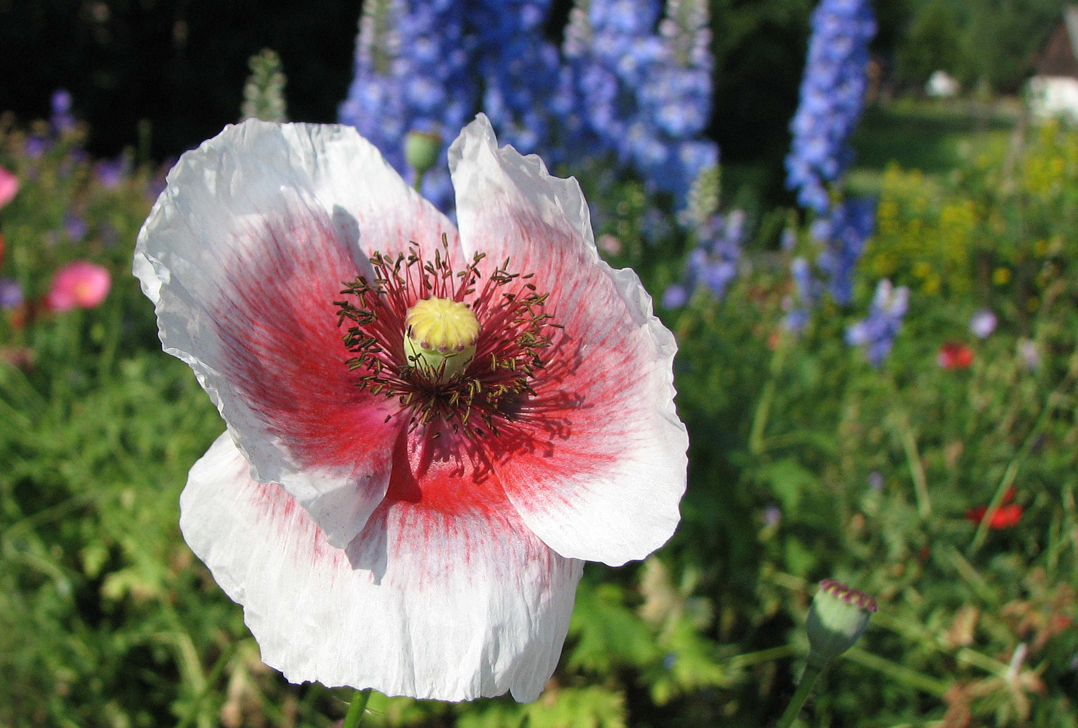 Klatschmohn