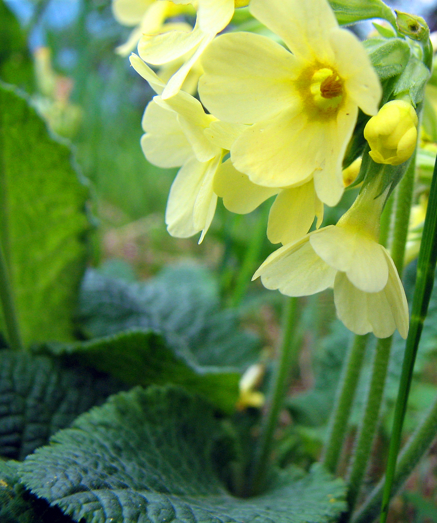 Hohe Schlüsselblume