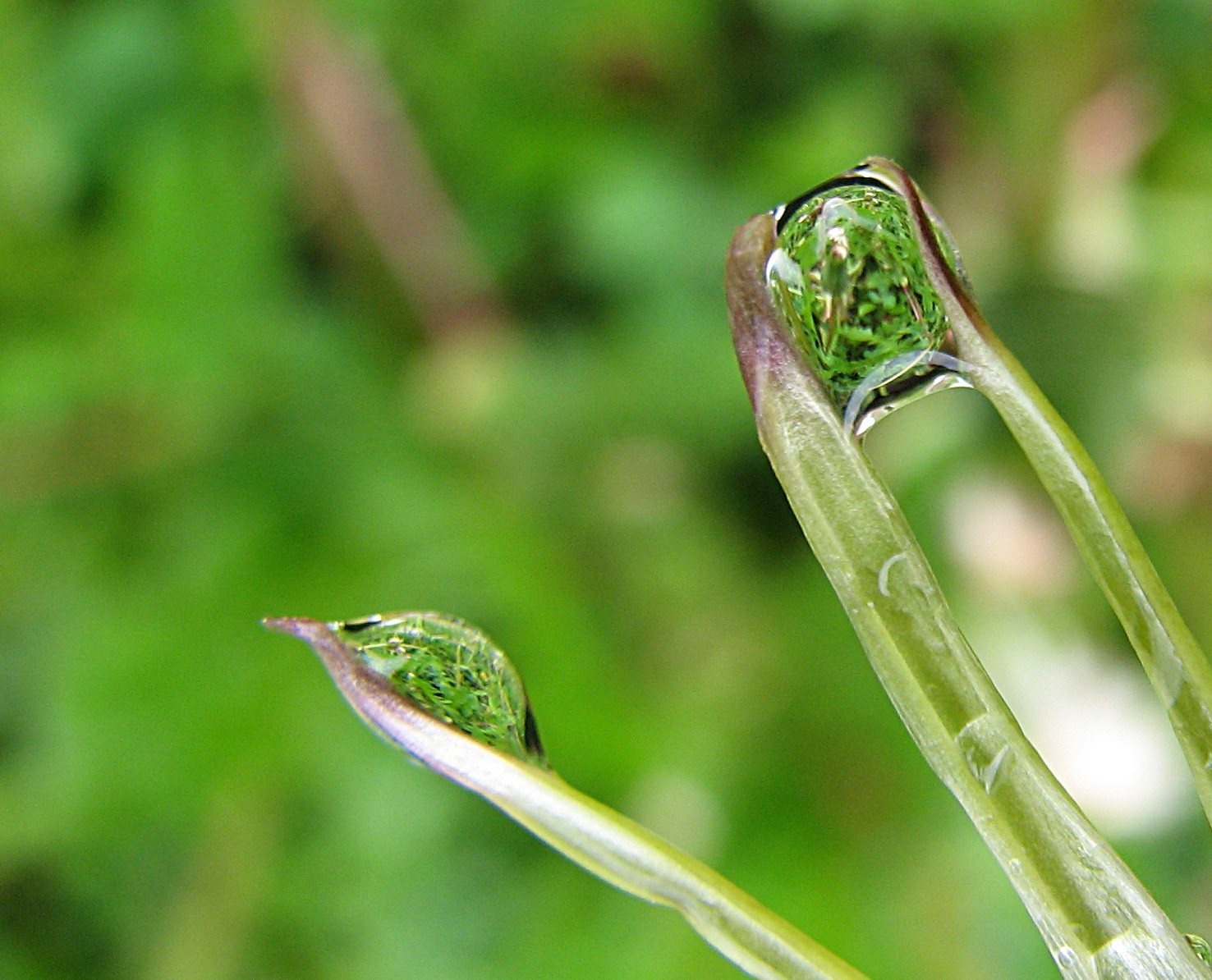 Gewöhnlicher Löwenzahn