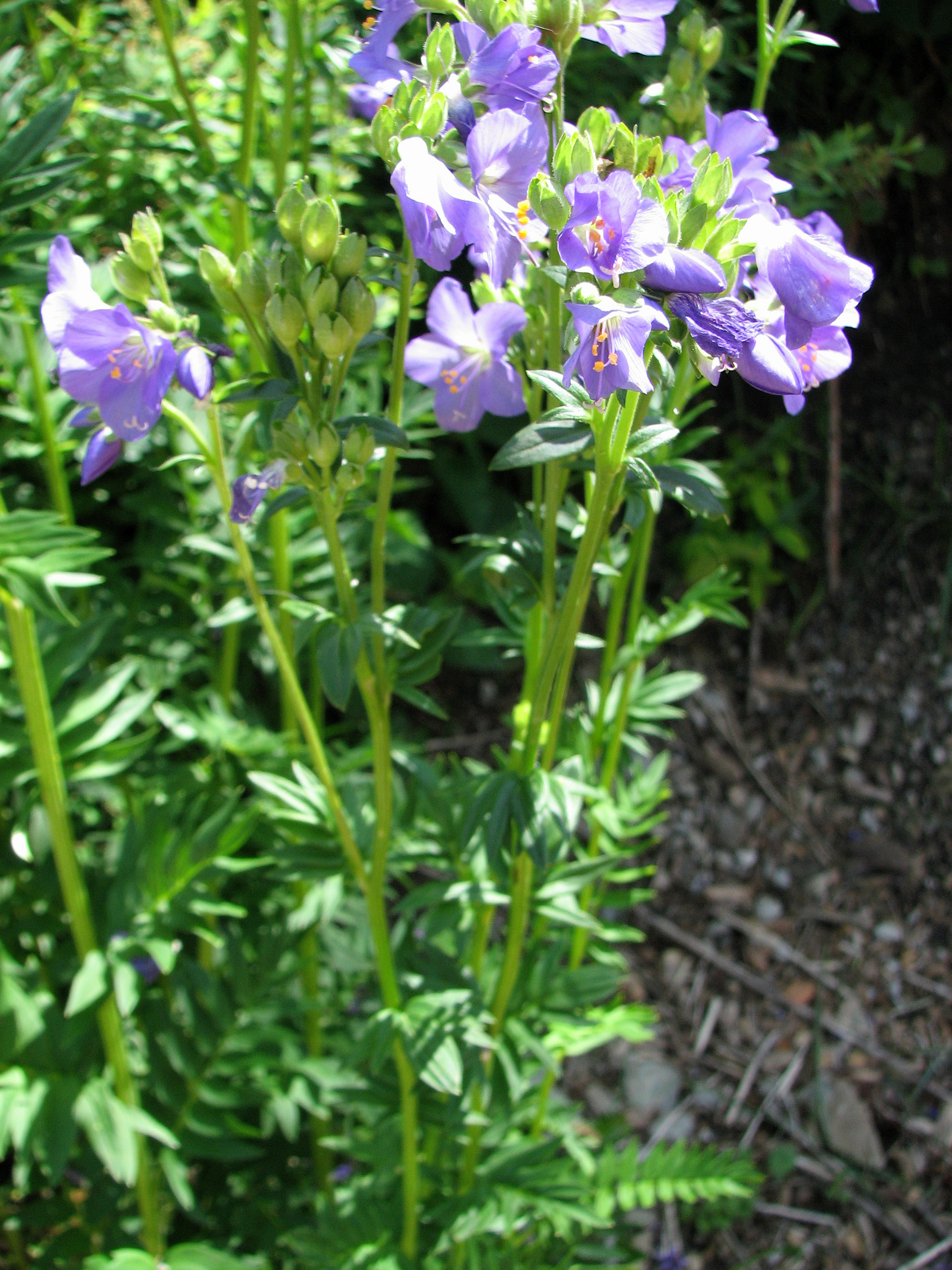 Blaue Jakobsleiter