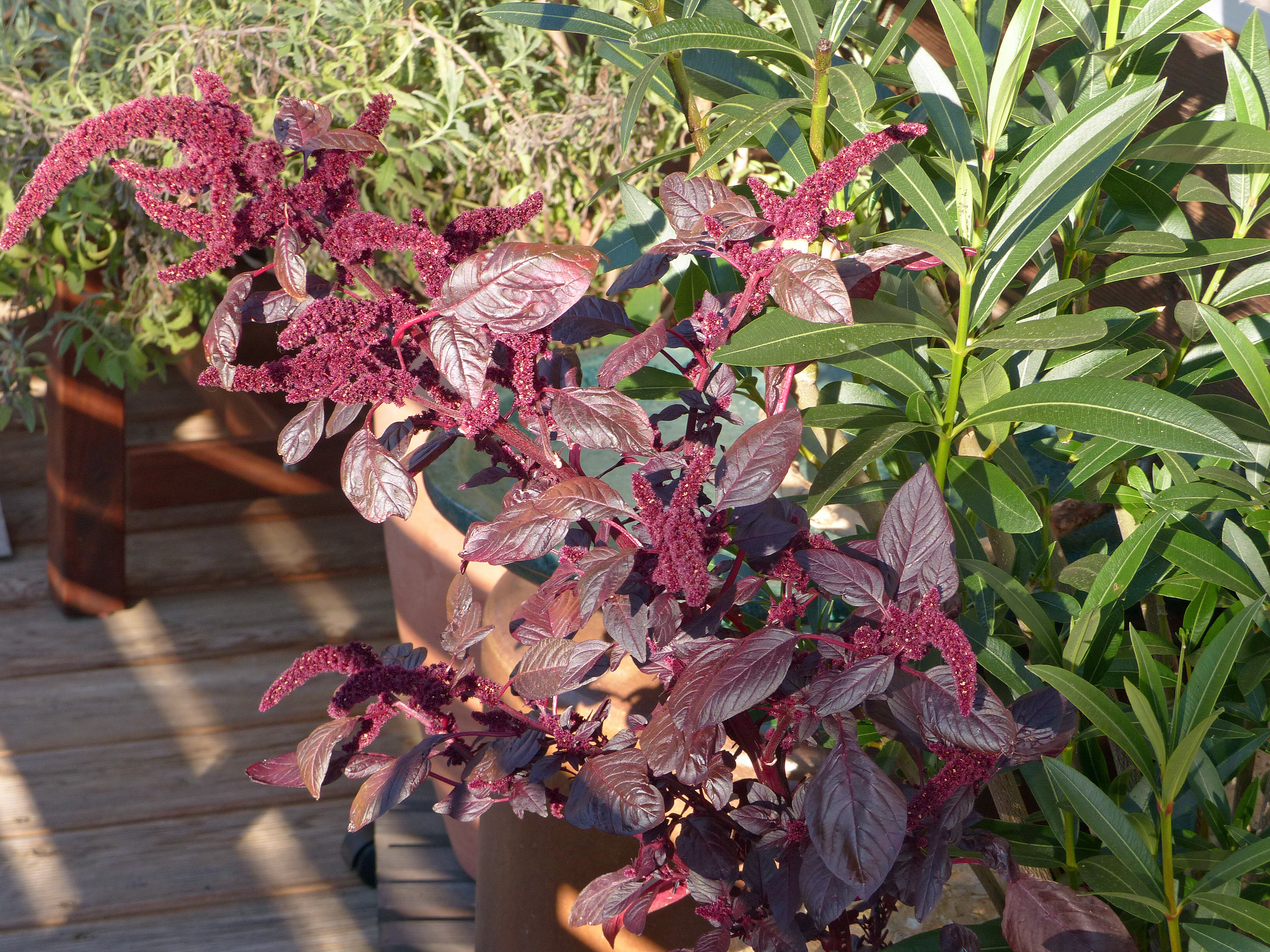 Amaranth
