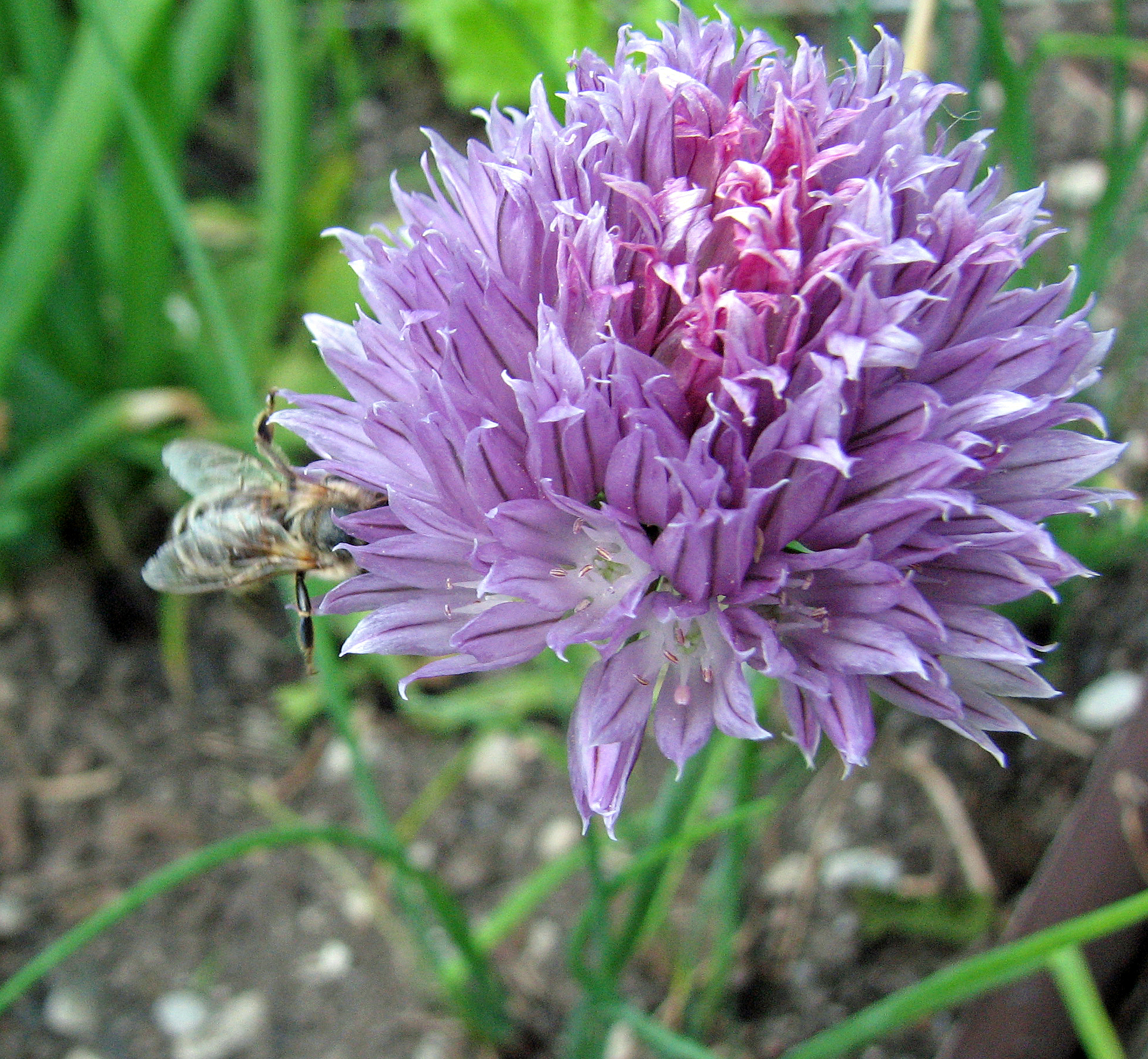 Kräuteressig, halbwild