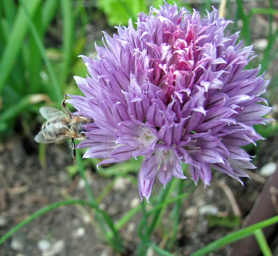 Kräuteressig, halbwild