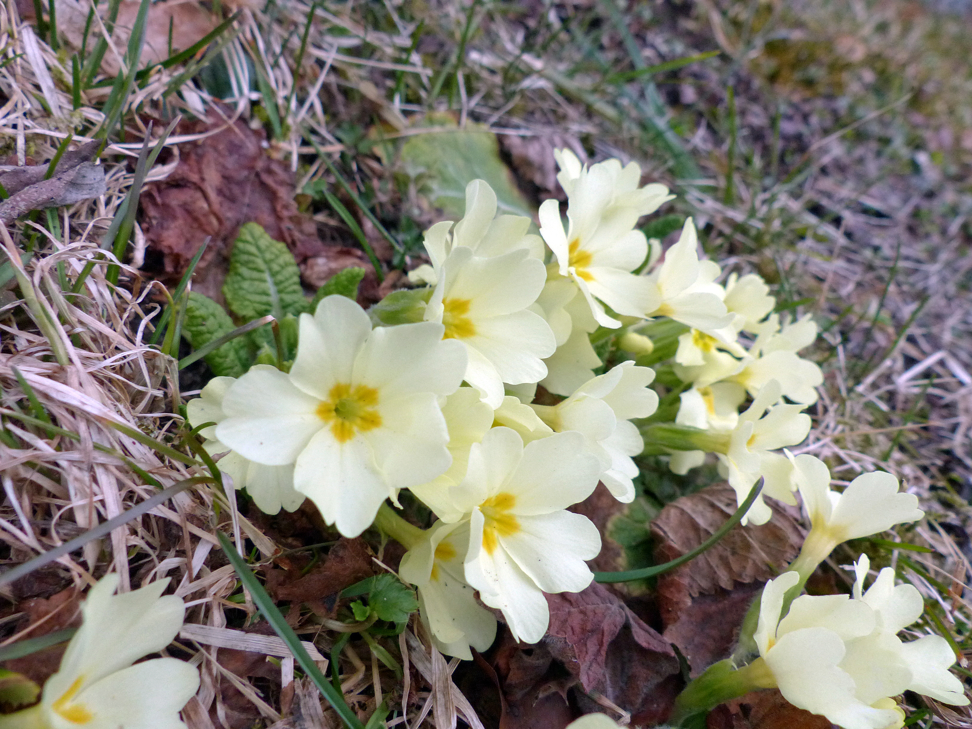 Stängellose Schlüsselblume