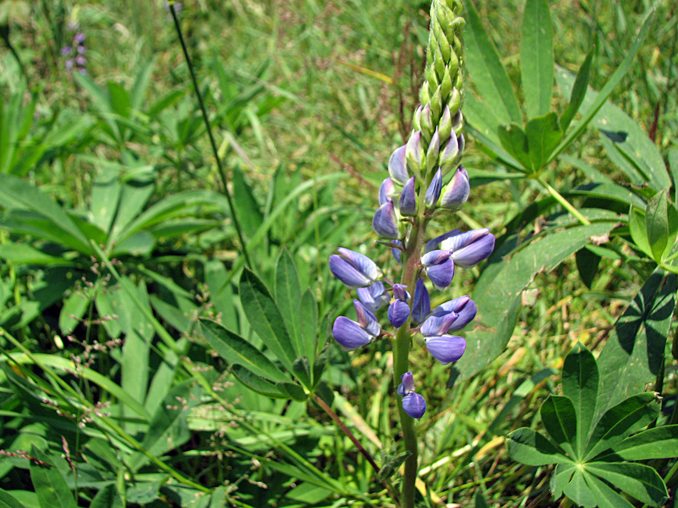 Gartenlupine
