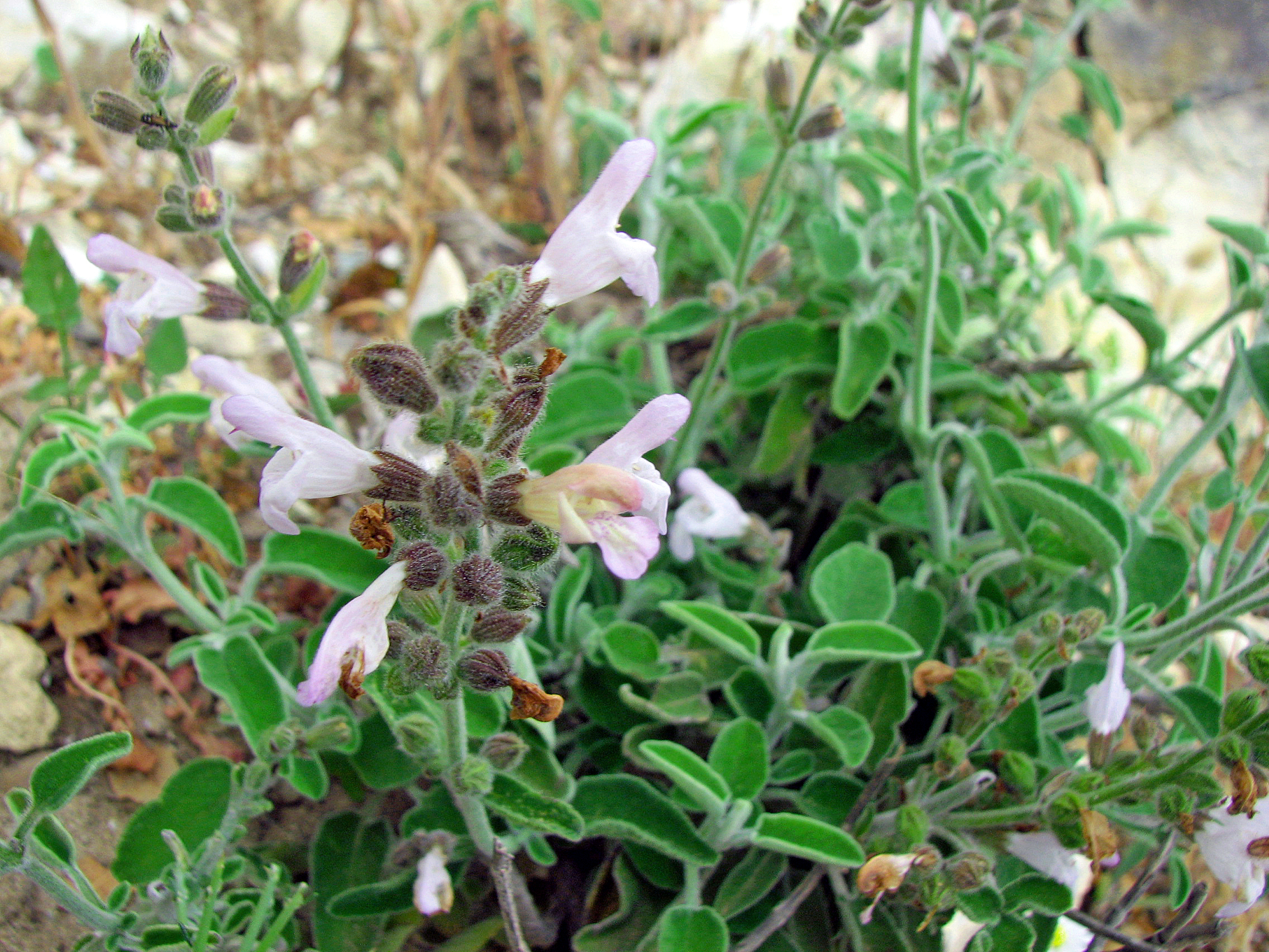 Griechischer Salbei
