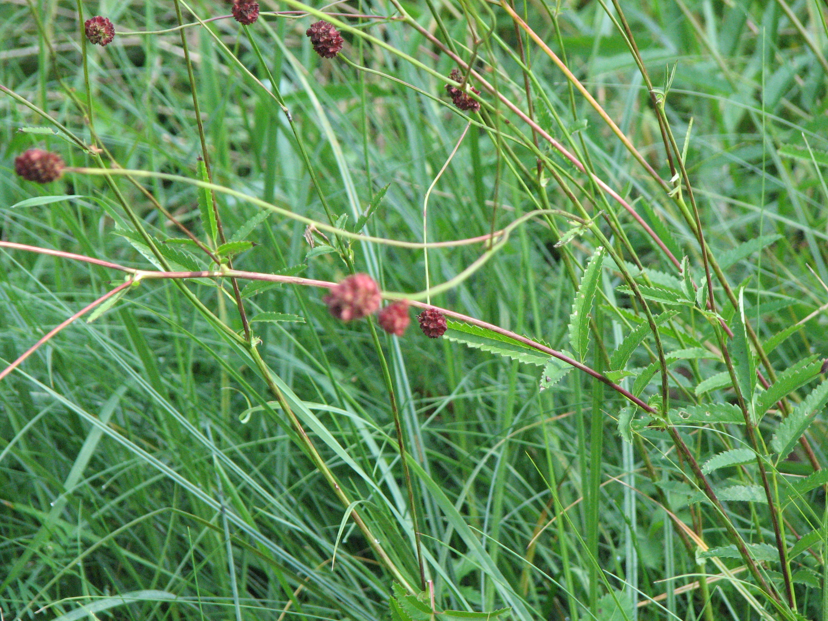 Großer Wiesenknopf