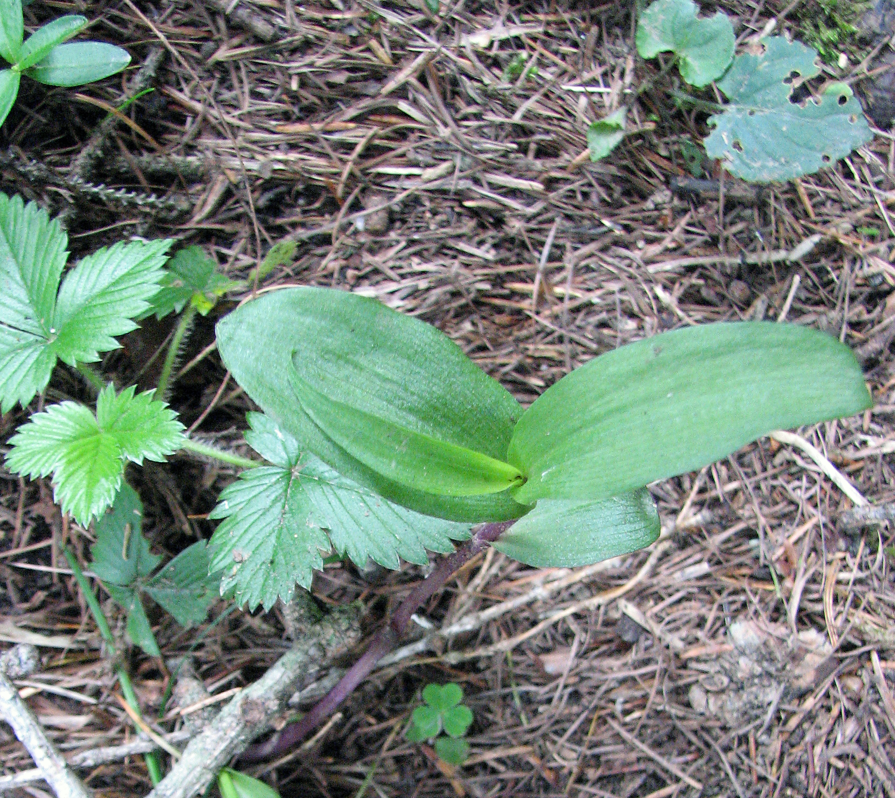 Gelber Frauenschuh