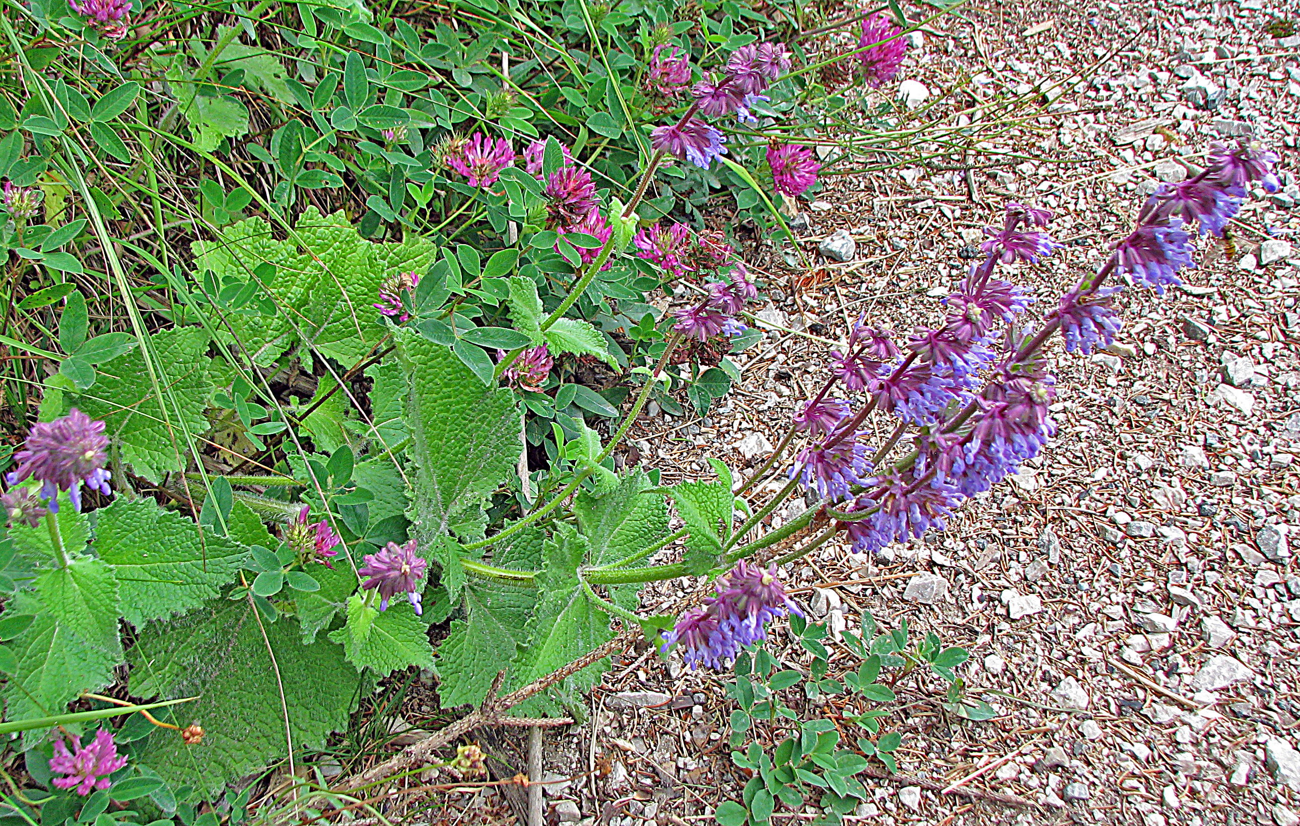 Quirlblütiger Salbei