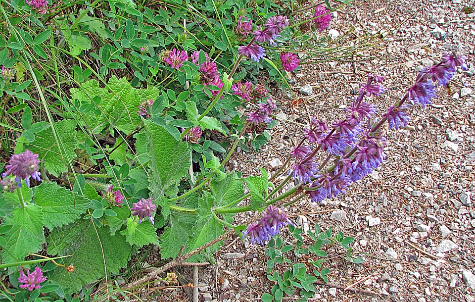 Quirlblütiger Salbei