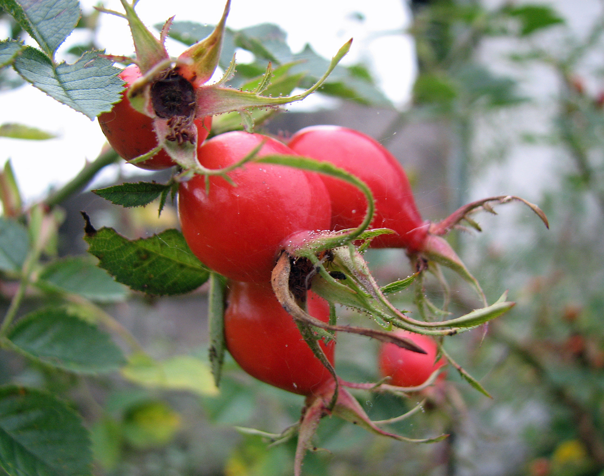 Weinrose-Wildrose