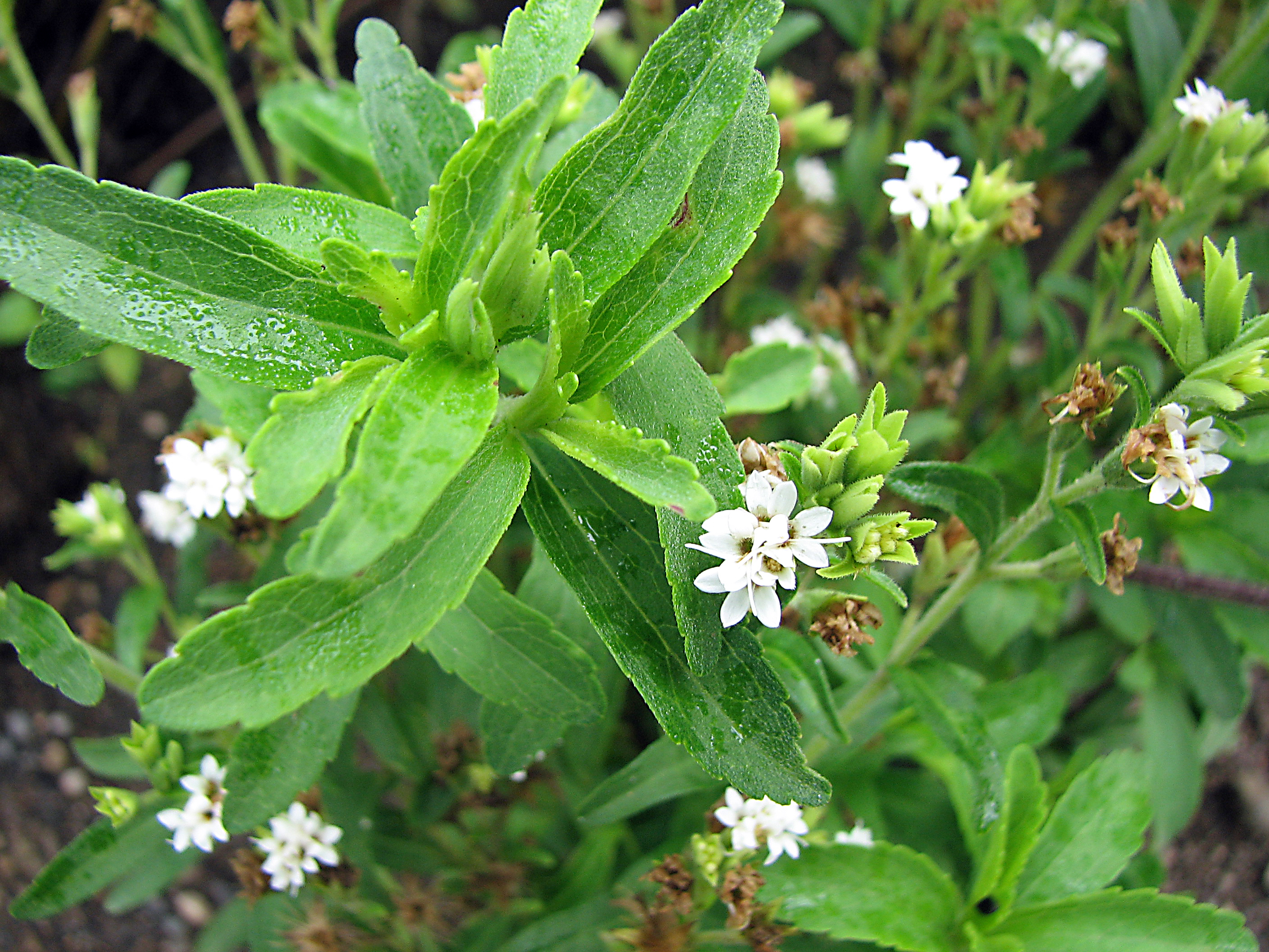 Stevia