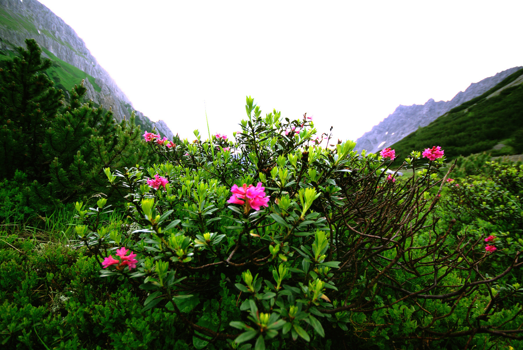 Rostblättrige Alpenrose