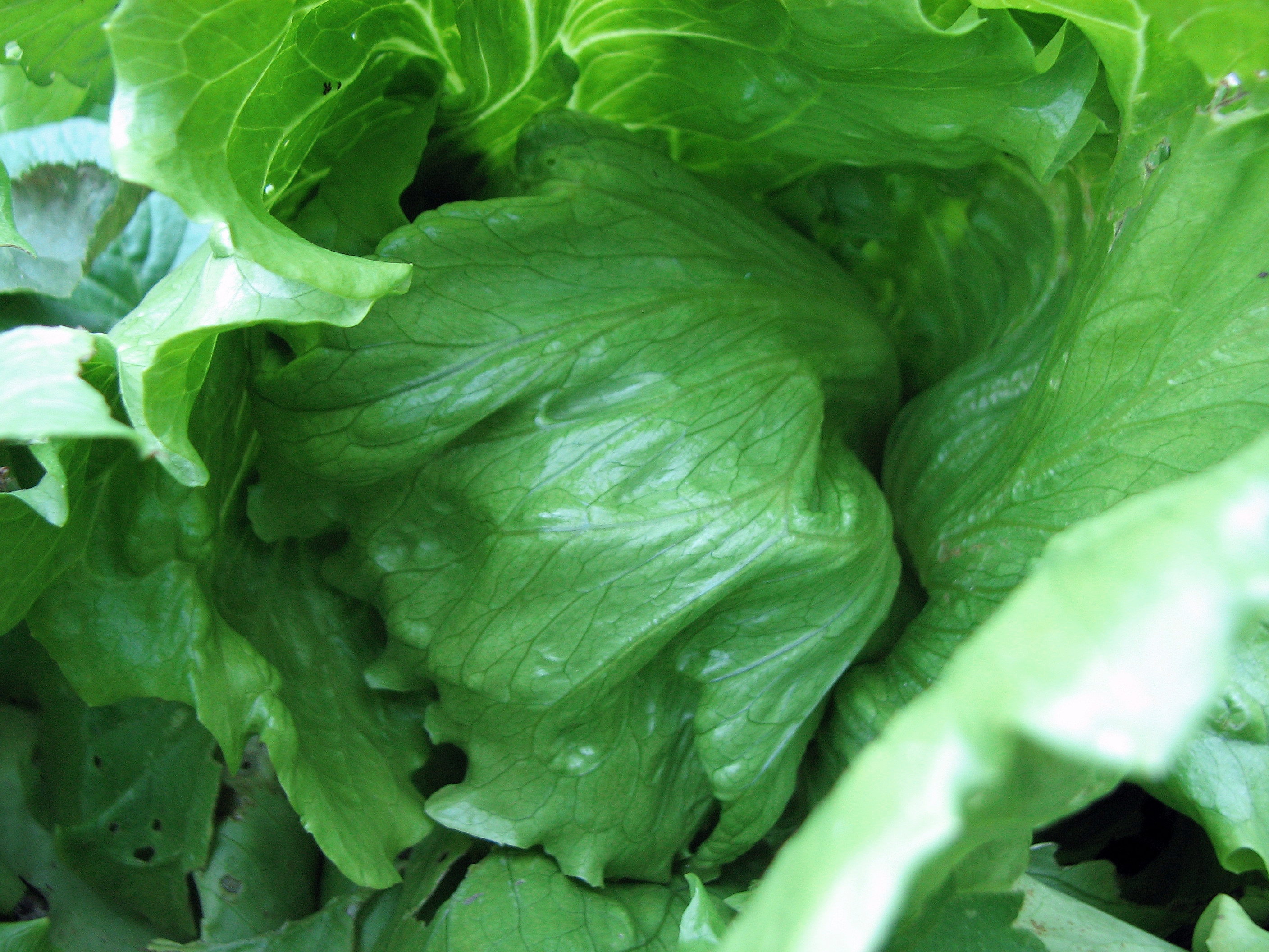 Kopfsalat