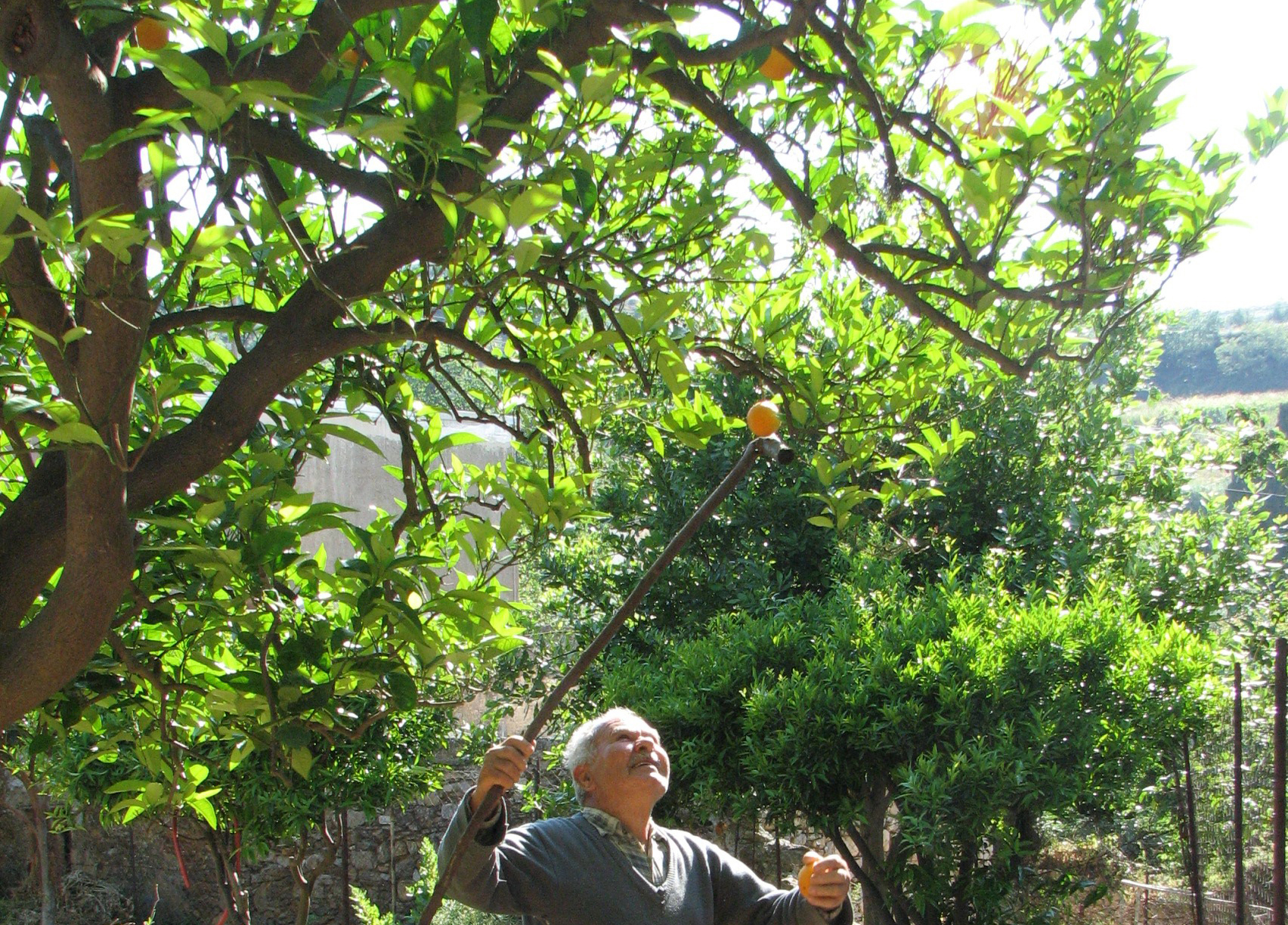 Orangenbaum