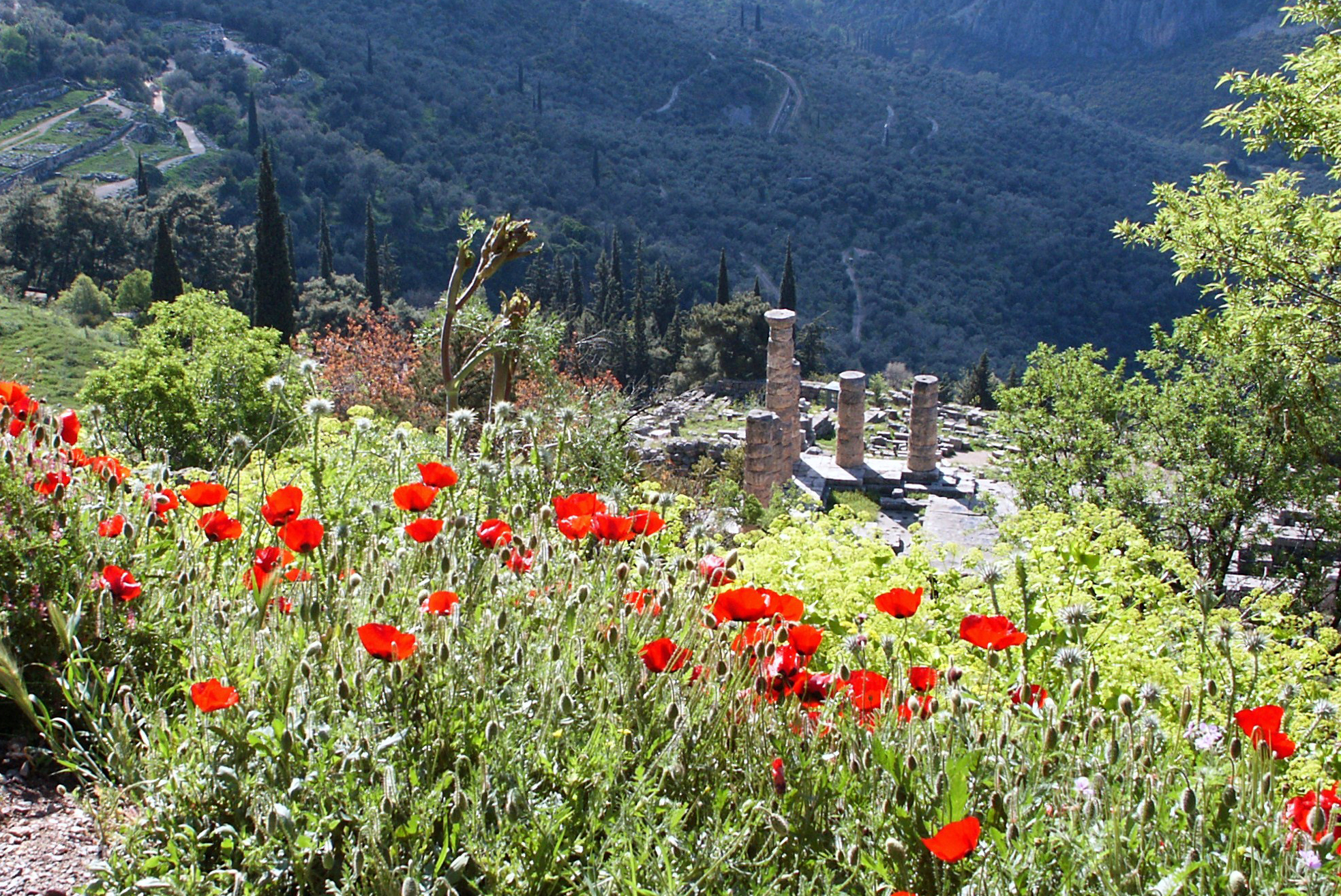 Klatschmohn