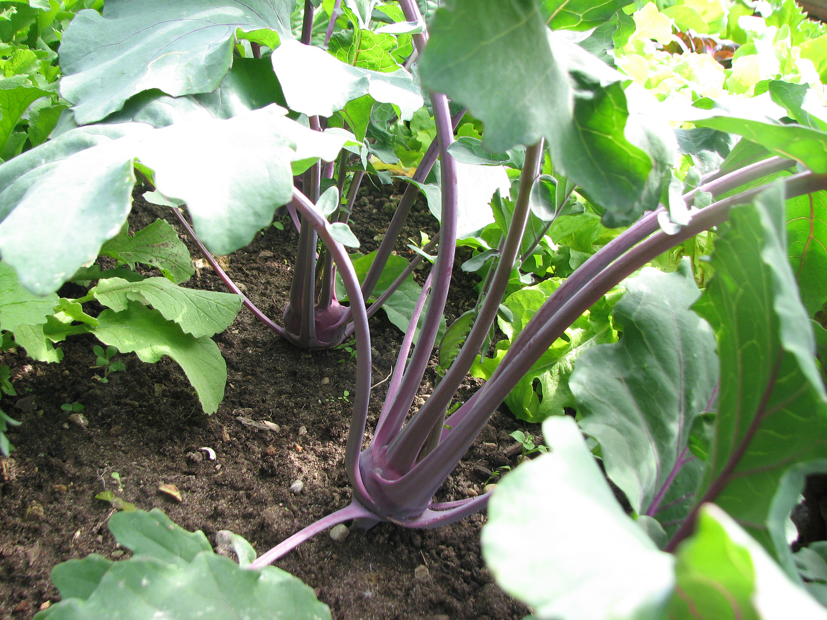 Kohlrabi