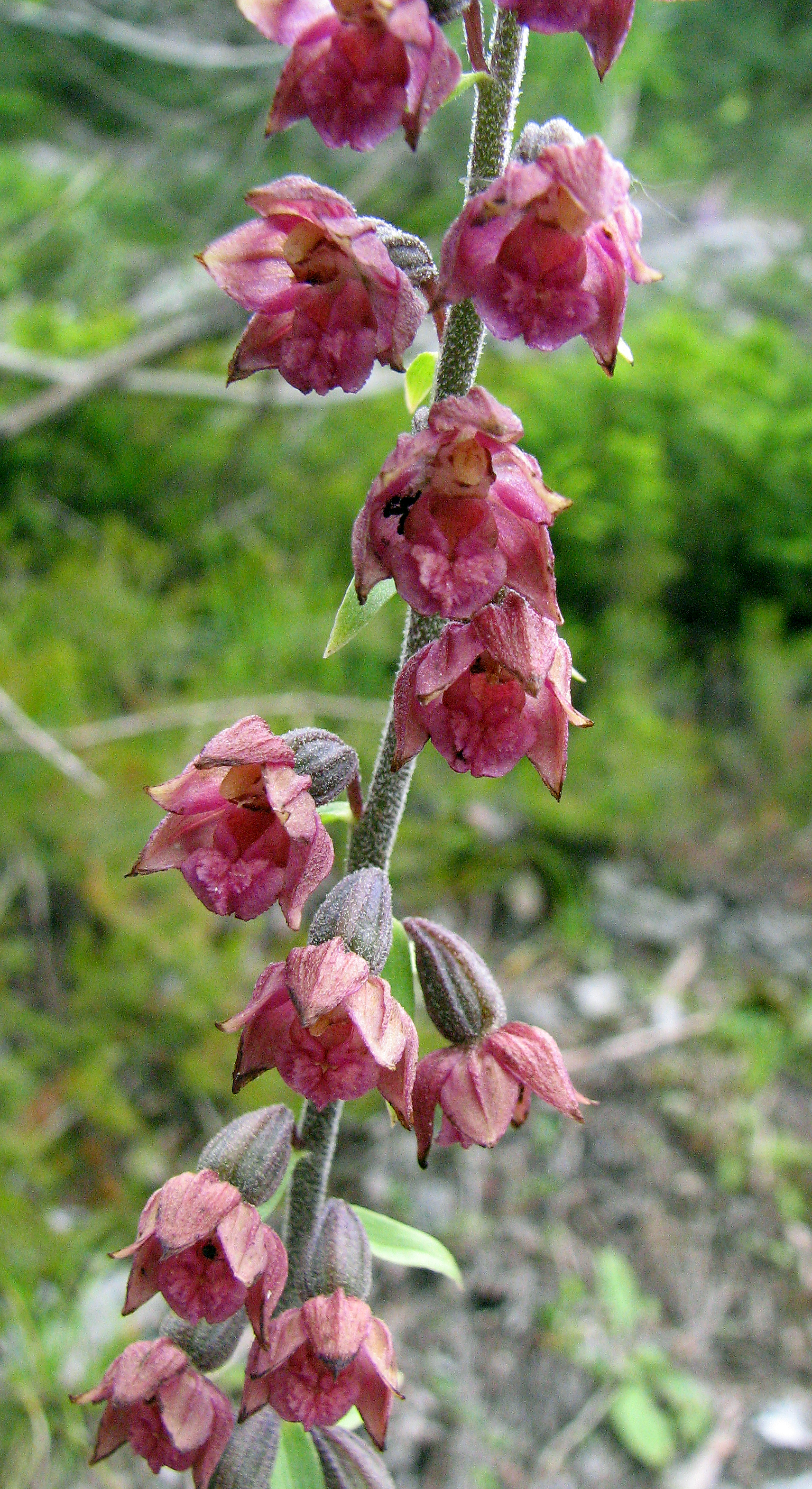 Braunrote Stendelwurz