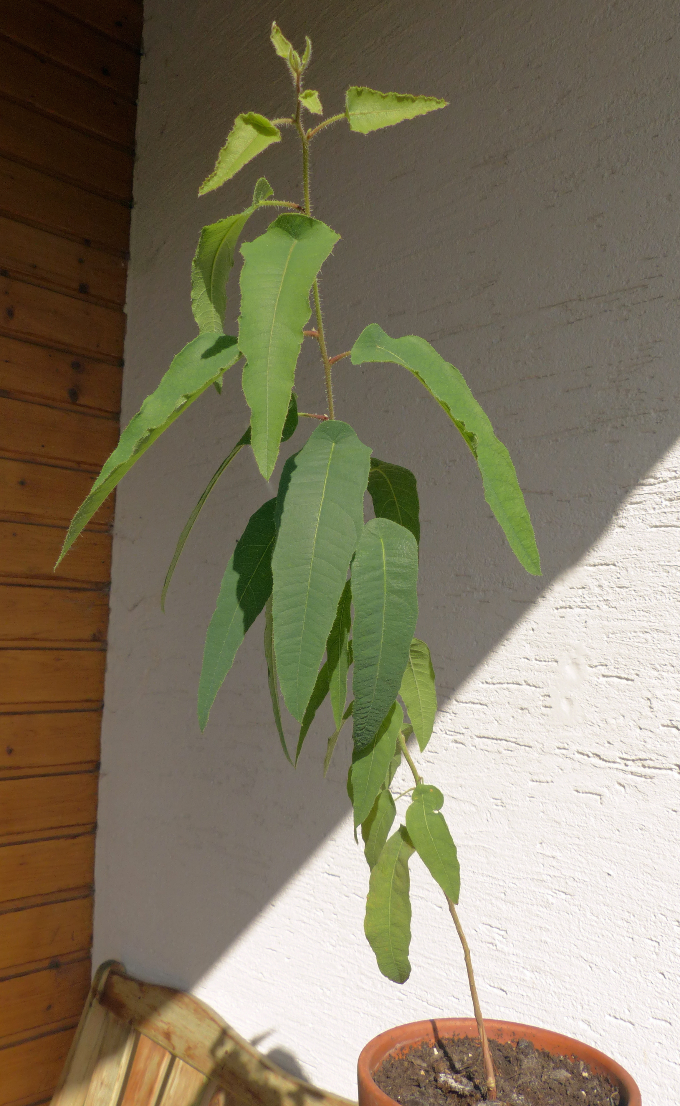 Zitroneneukalyptus