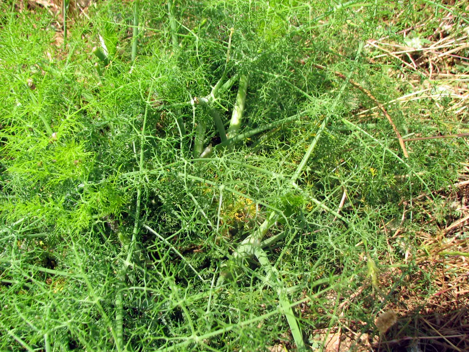 Knollenfenchel