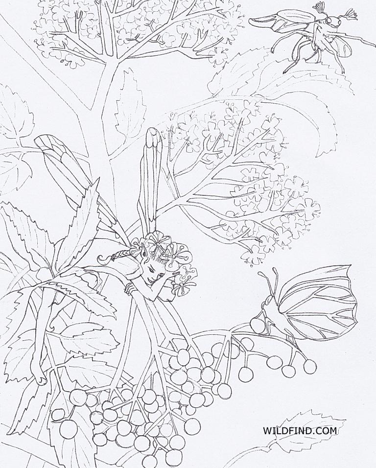 Brot mit Holunderblüten