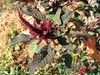 Amaranth