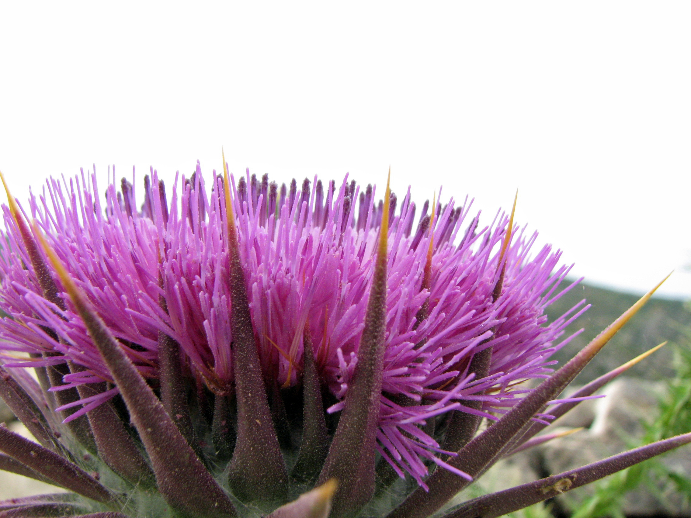 Eselsdistel