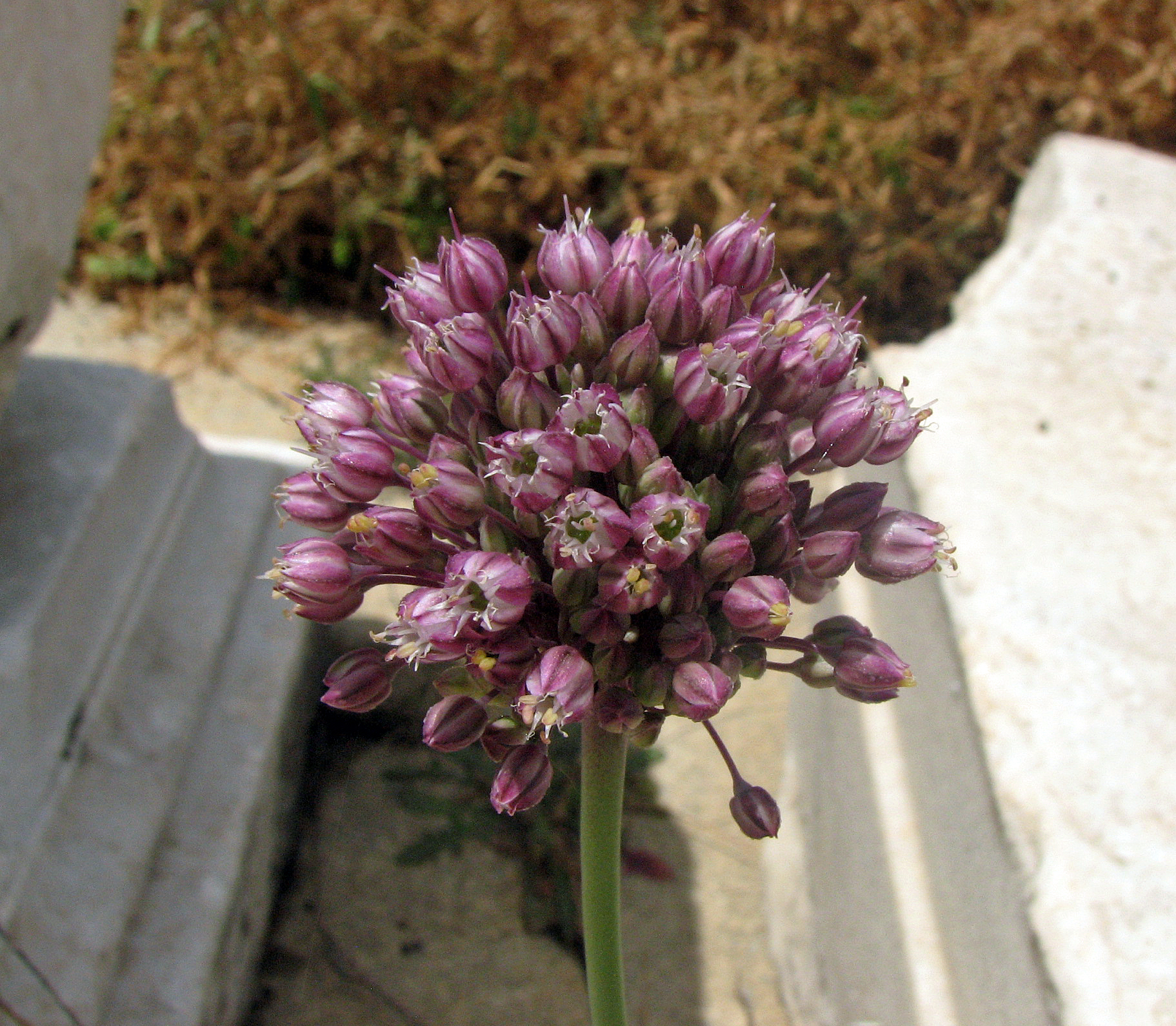 Ackerlauch
