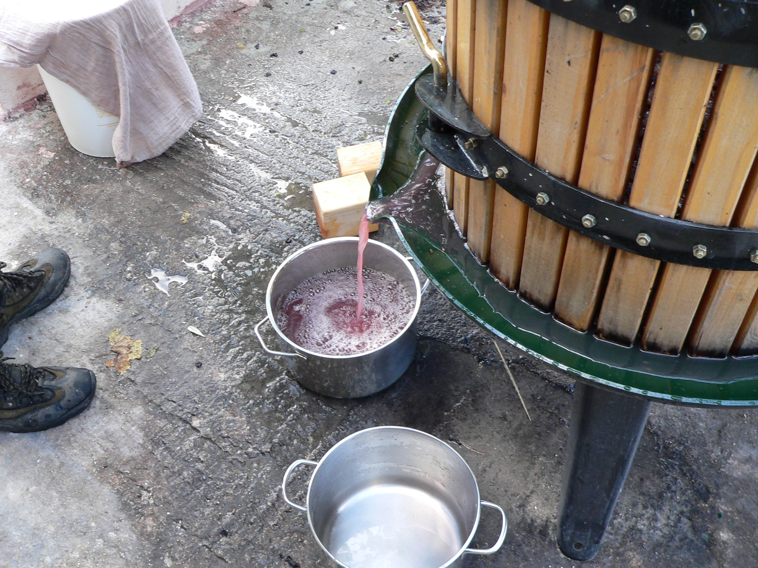 Weinrebe