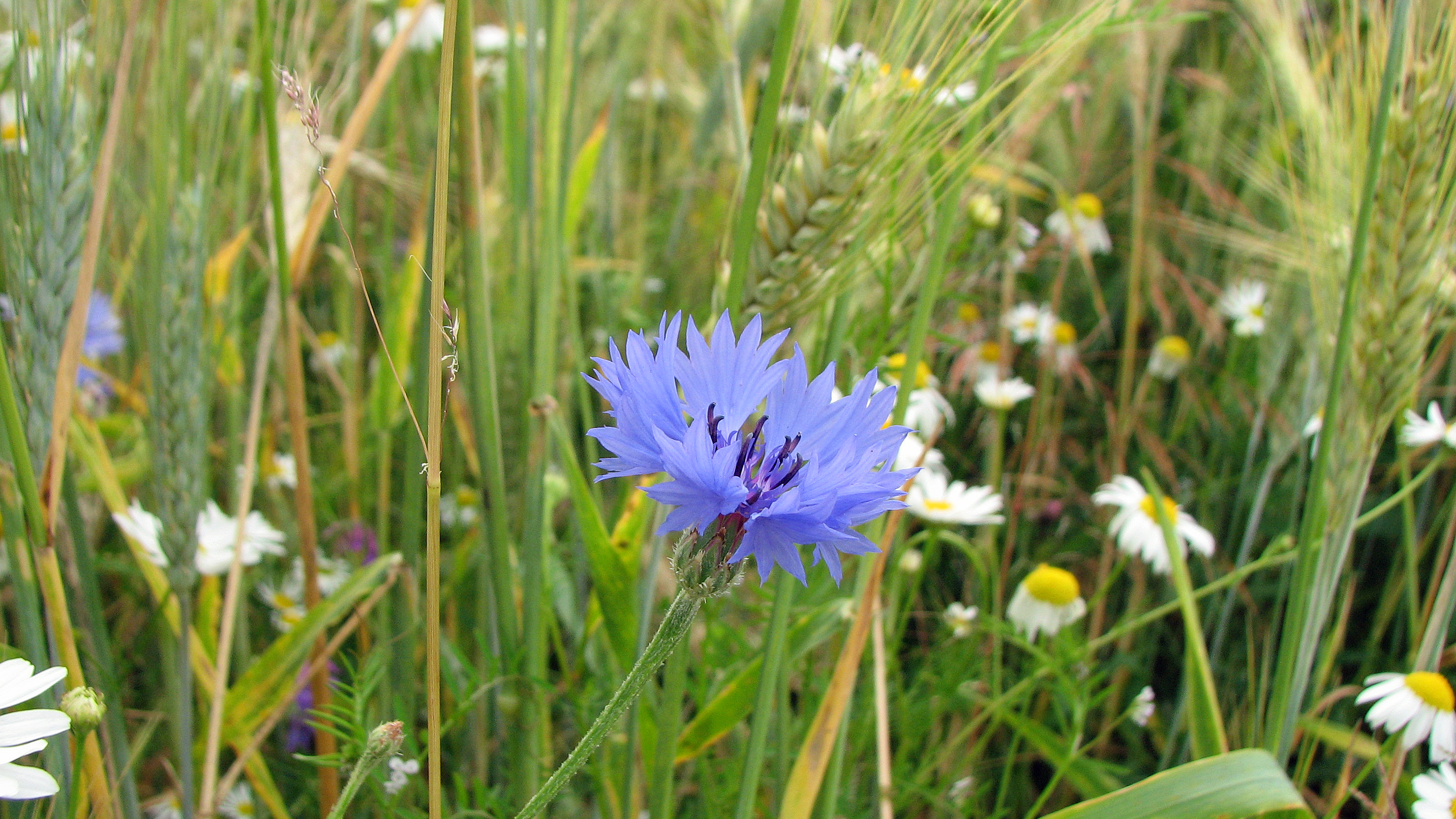 Kornblume