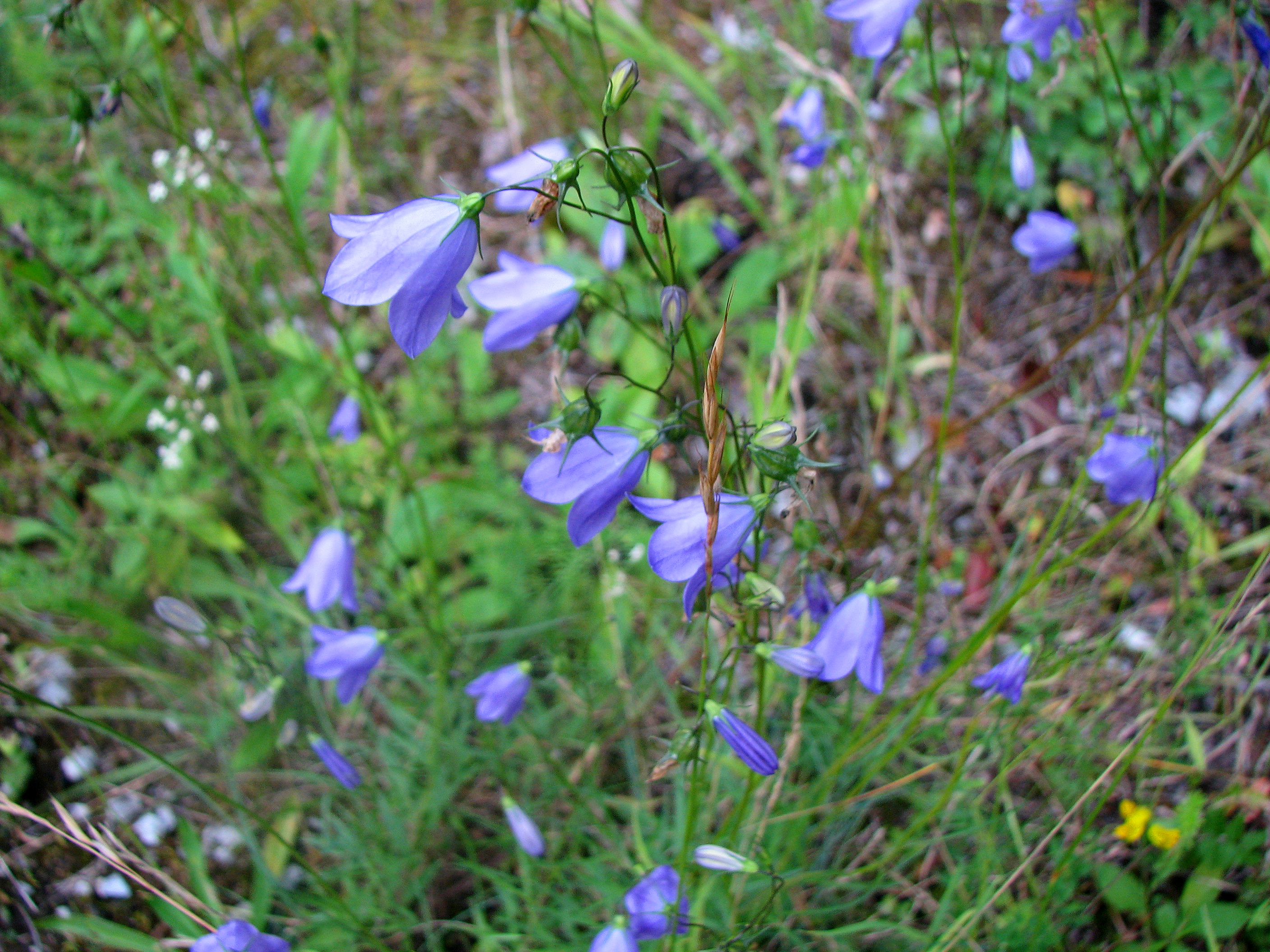 Scheuchzers Glockenblume