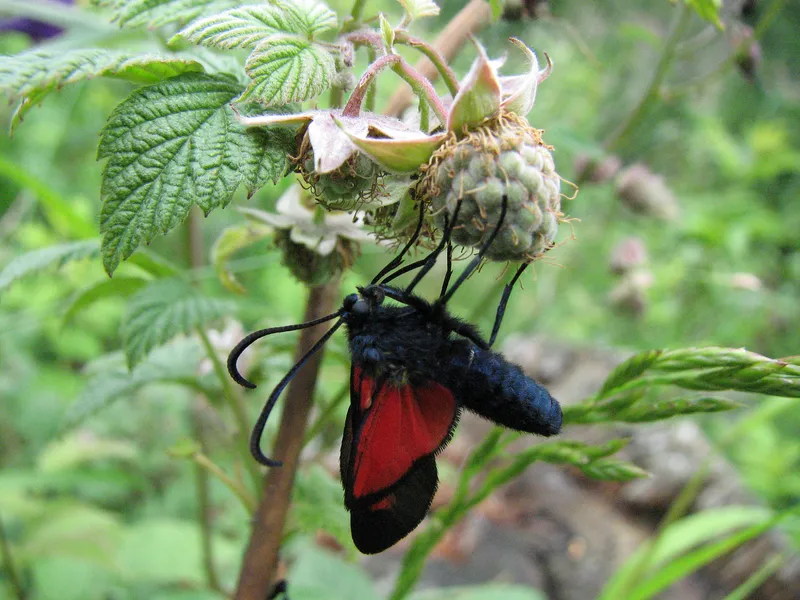 Unterschiedliche Strukturen und Lebensräume bringen Vielfalt in den Garten