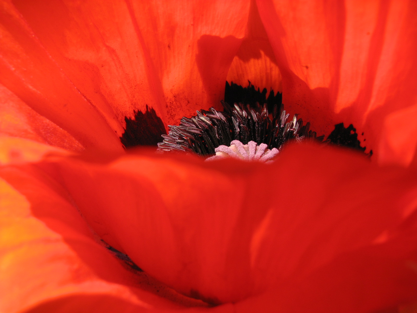 Türkischer Mohn