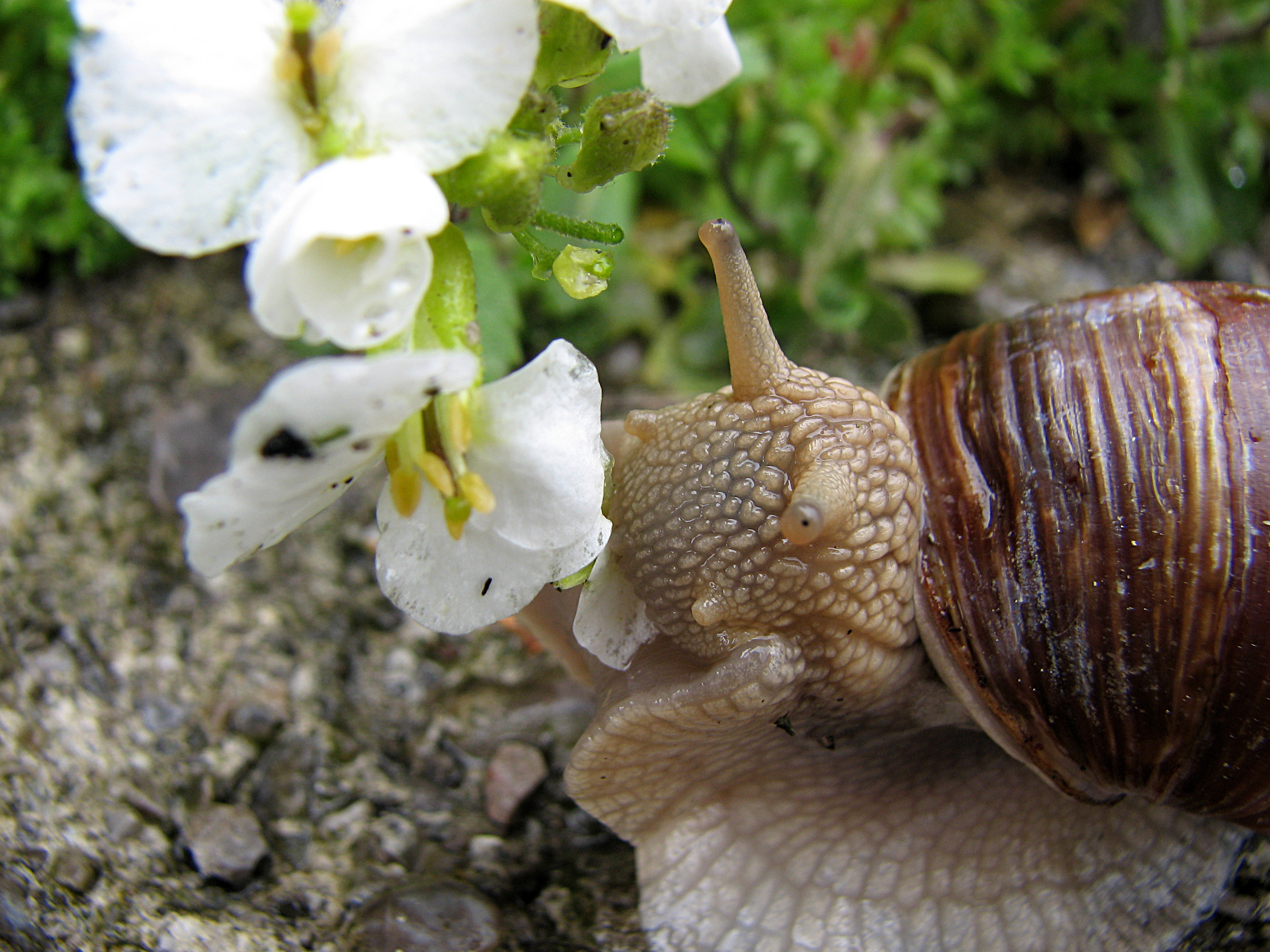 <p>Ab und zu haben Weinbergschnecken Appetit auf welke, weiche Pflanzenteile</p>